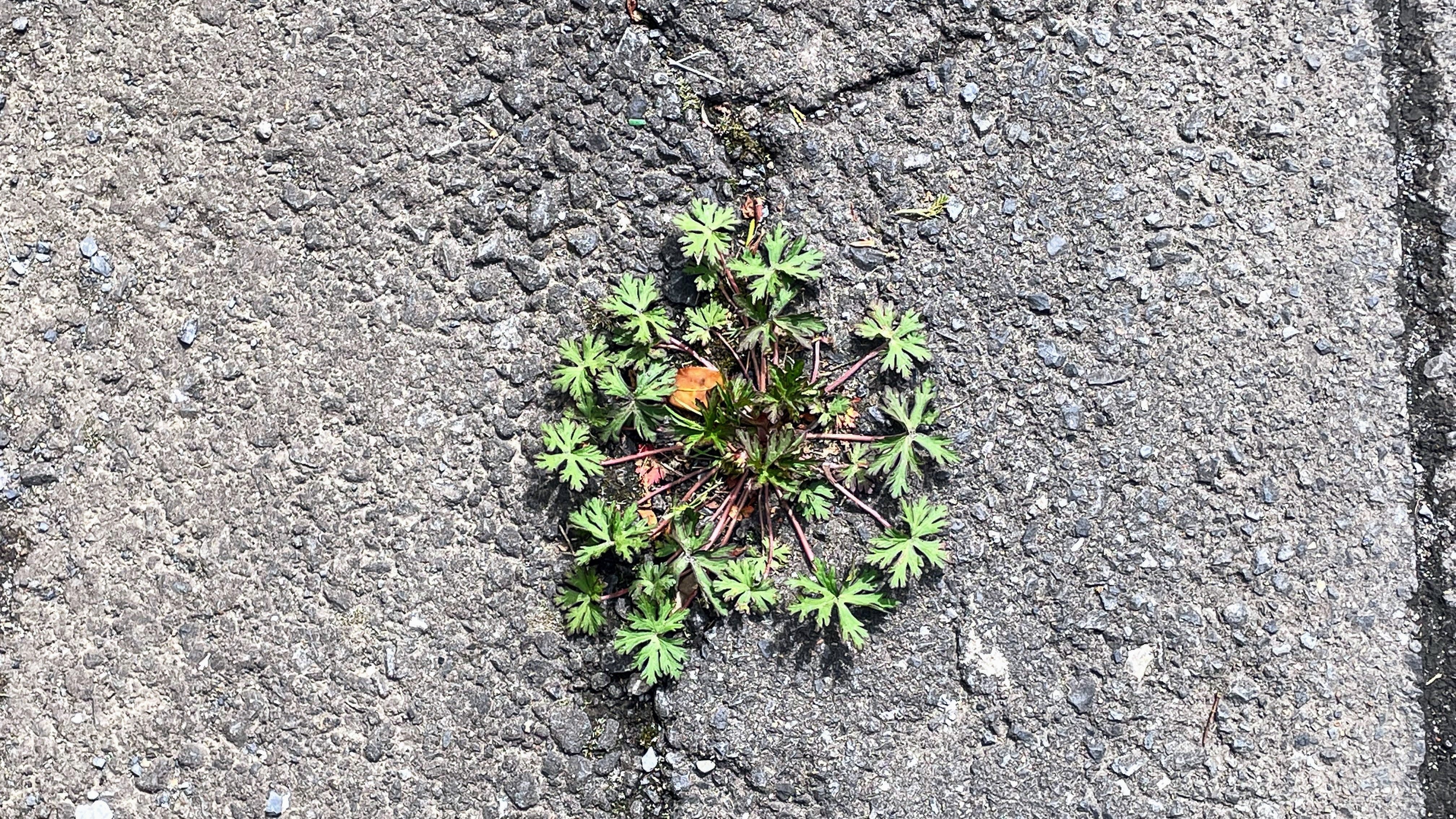 この時期限定まーるく広がる葉っぱ｜ロゼット｜くますけ｜自然ガイド