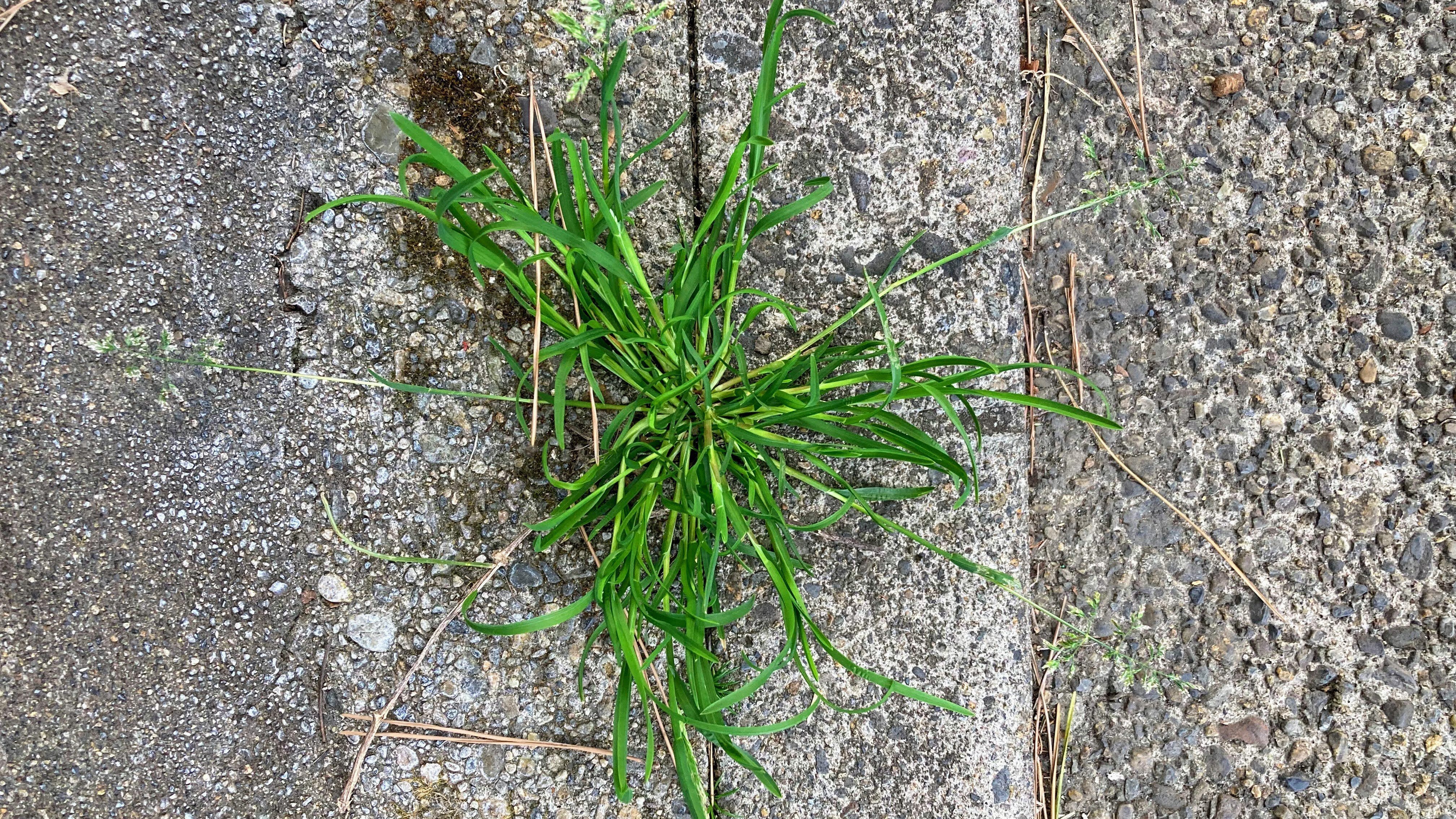 葉っぱ  マウンテンアッシュ H1200mm HBKD-2-029 | オフィスプランニング