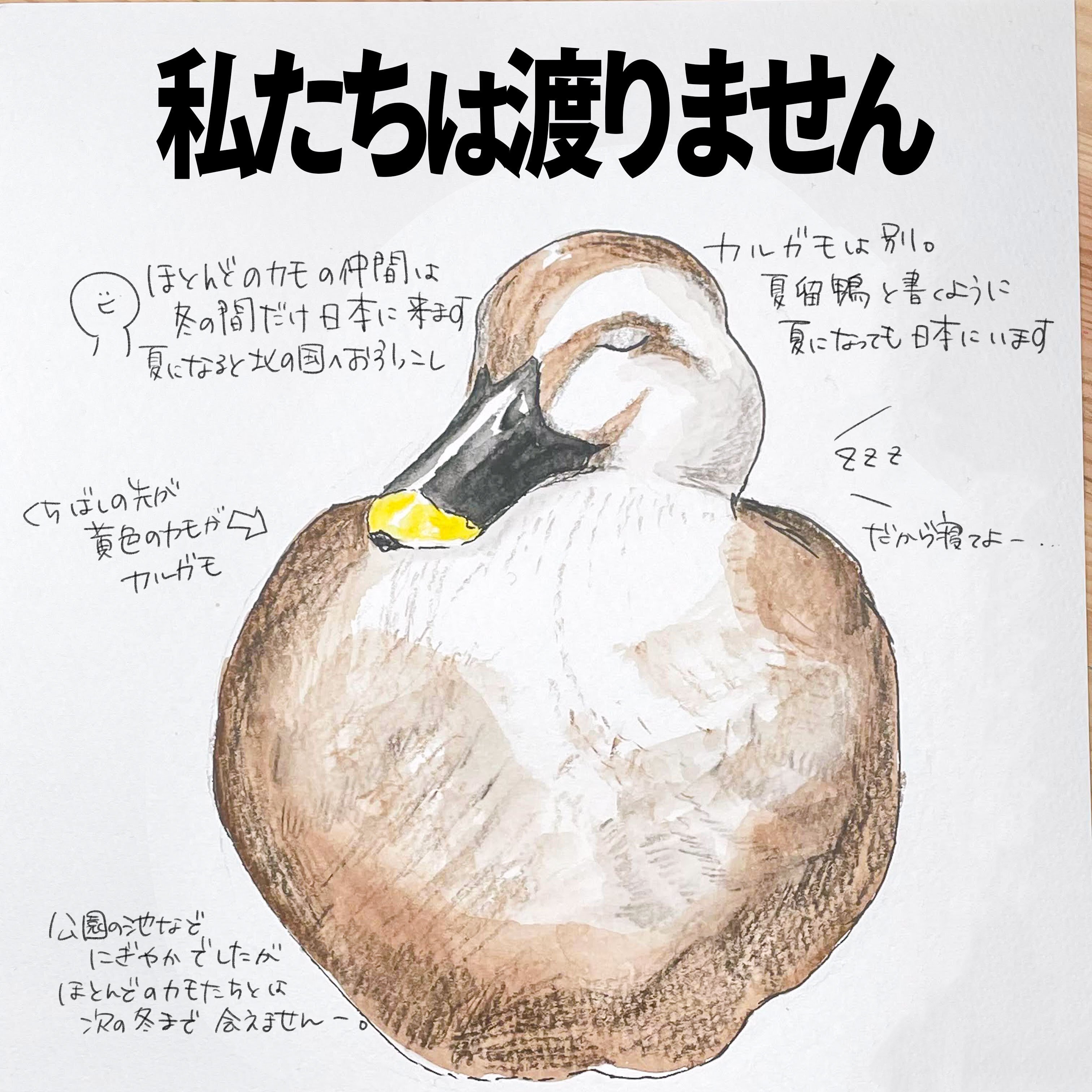 私たちは渡りません｜カルガモ｜くますけ｜自然ガイド・クリエイター