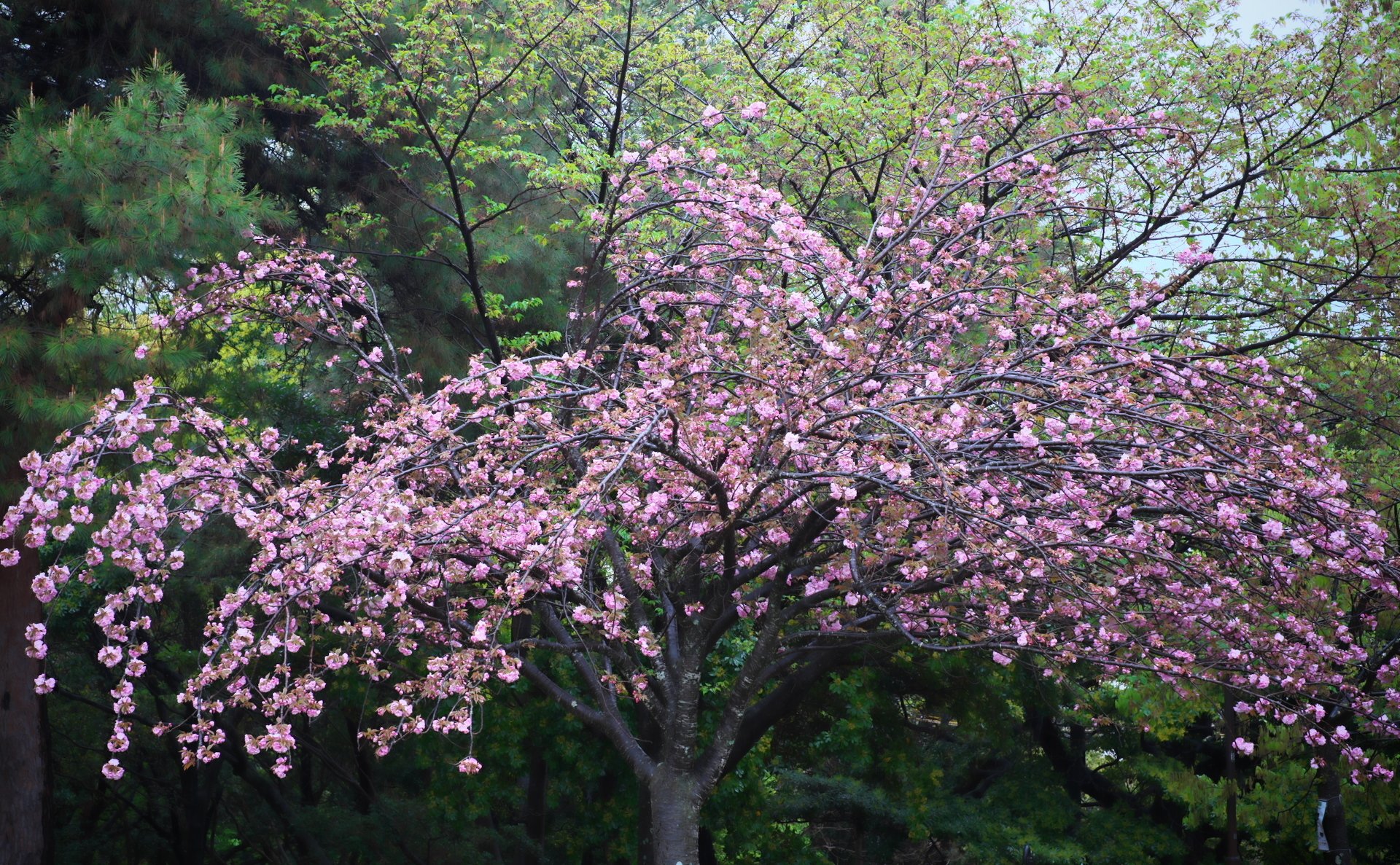 夜宮公園の八重桜｜燿 (hikari)