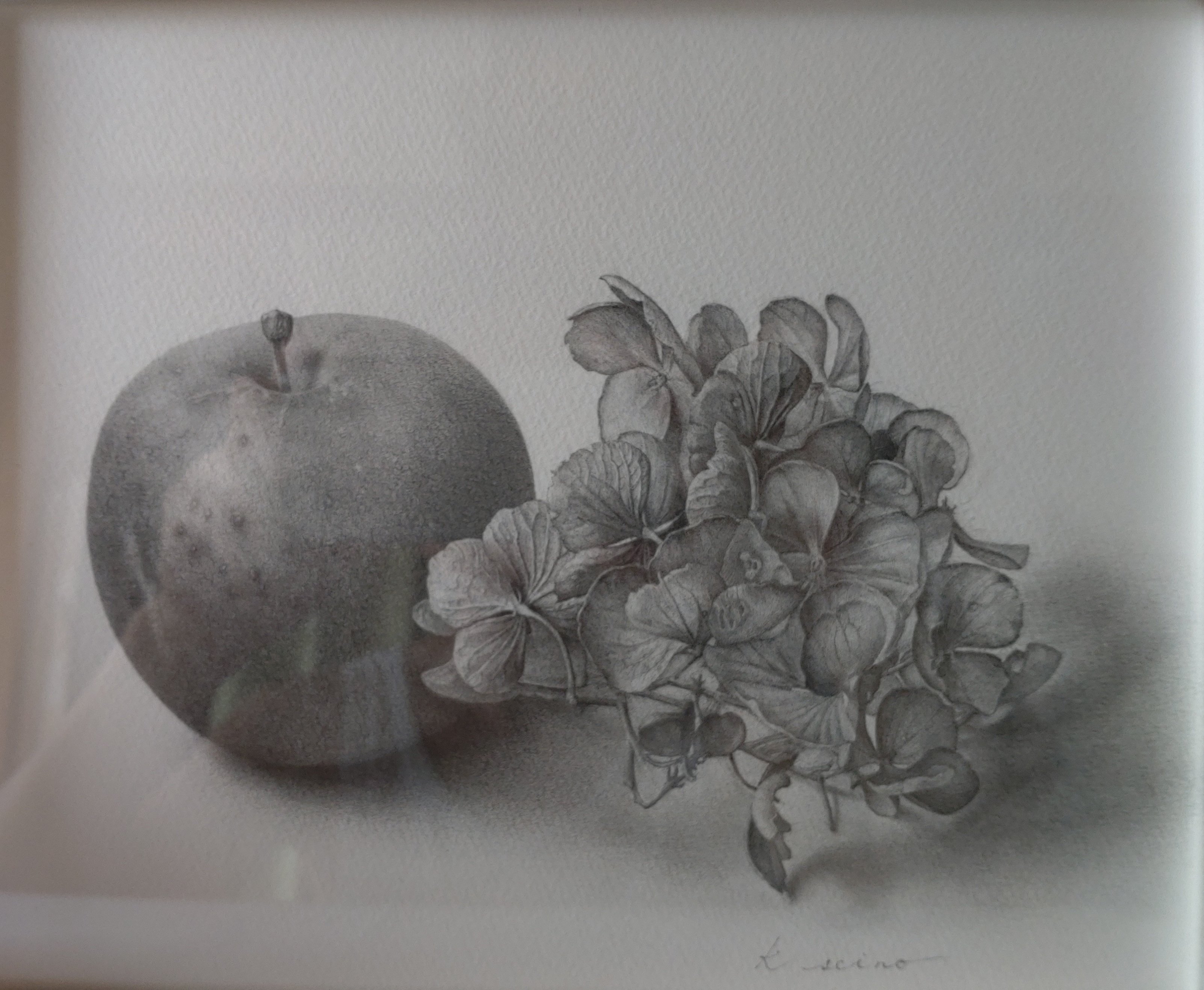 林檎とあじさいの鉛筆画｜清野和正