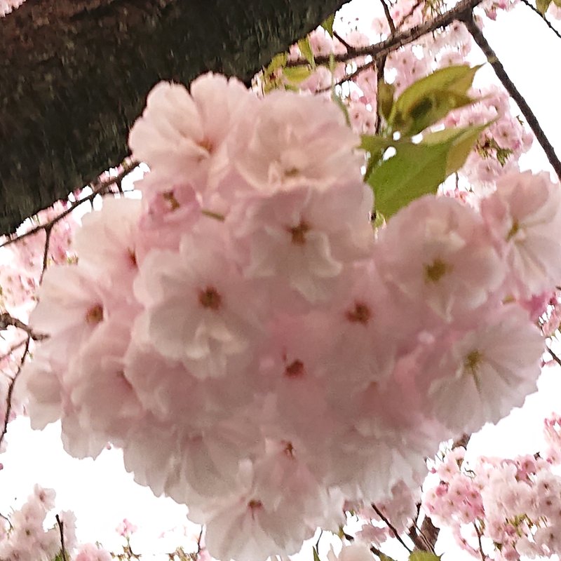 八重桜。やっと満開になってきたのに、雨と寒さなんて、ちょっと可哀想。この桜の色合いが可愛くて、毎年咲くのを楽しみにしています。建物と建物の隙間にあるこの桜でも、少し剪定されていたけど、今年も元気に咲いてくれています。