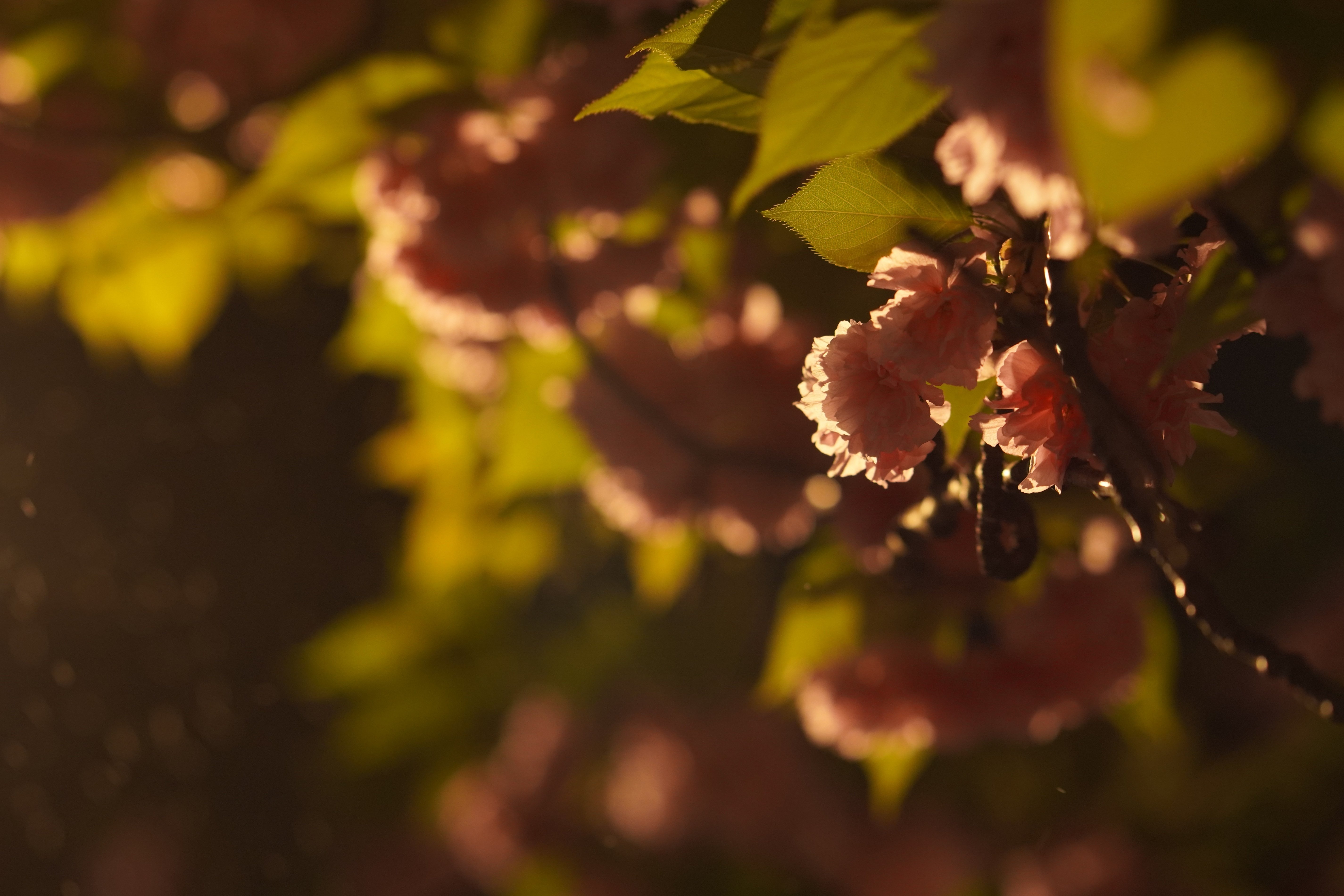 Zeiss Batis 85mm F1.8 ファーストインプレッション|sunbrias_photo Zeiss Batis 85mm F1.8 ファーストインプレッション|sunbrias_photo