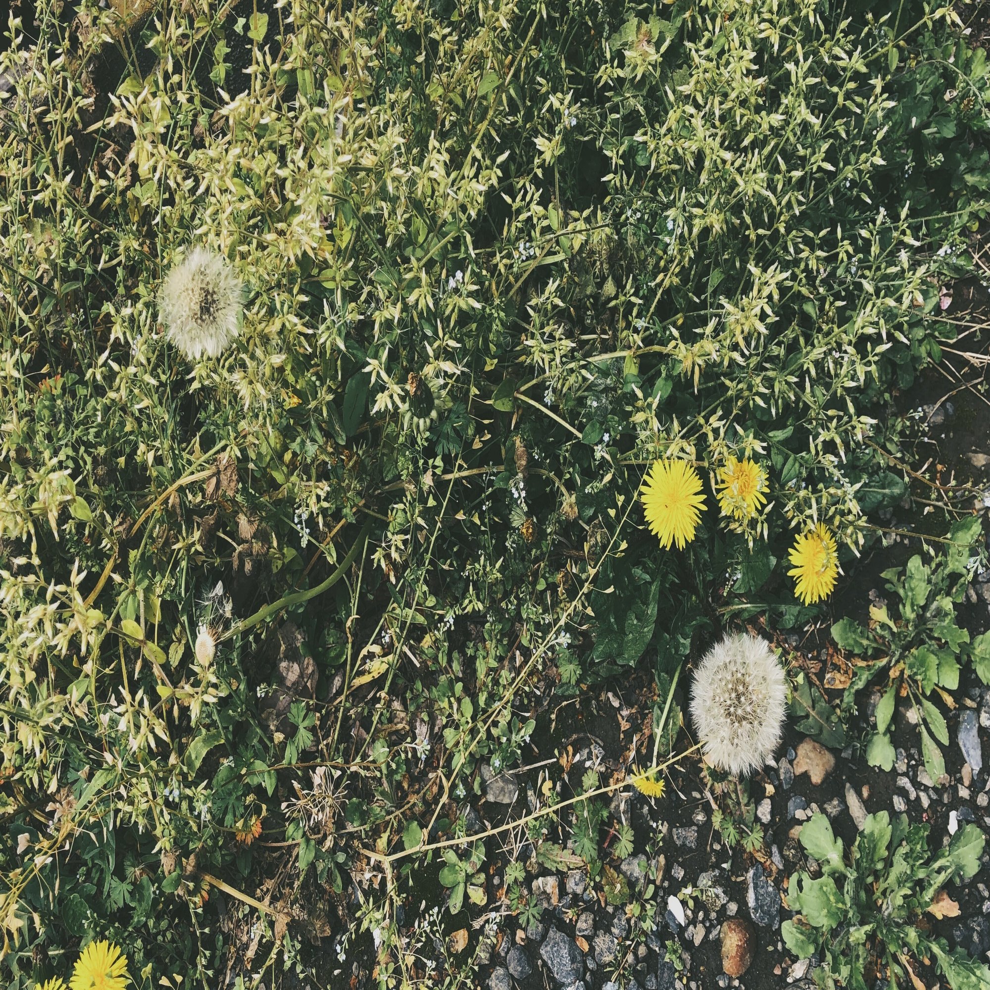 たんぽぽの綿毛の時期 空 Note