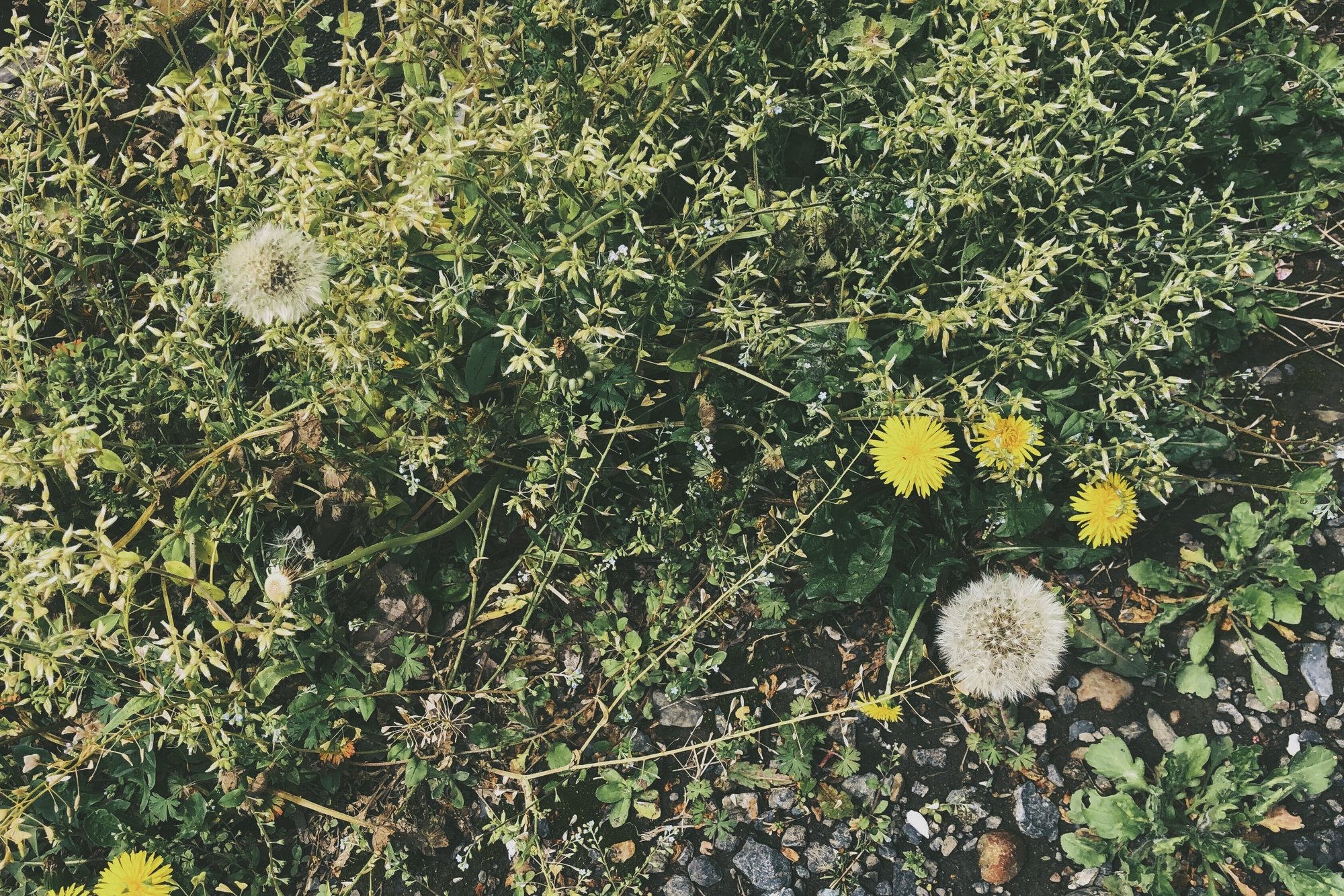たんぽぽの綿毛の時期 空 Note たんぽぽの綿毛の時期 空 Note