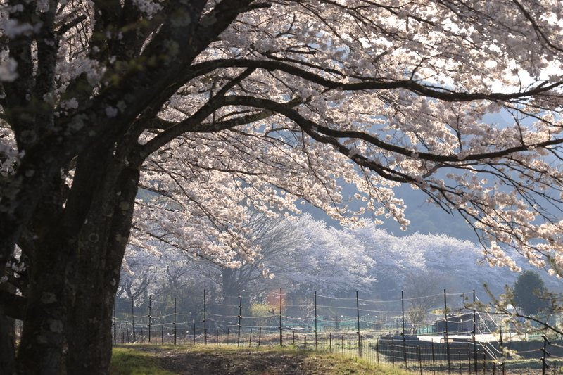 与保呂川沿いは、数ｋｍにわたる桜並木です。その規模から与保呂の千本桜って言われてます。