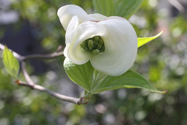 白ハナミズキ の新着タグ記事一覧 Note つくる つながる とどける 白ハナミズキ の新着タグ記事一覧 Note つくる つながる とどける