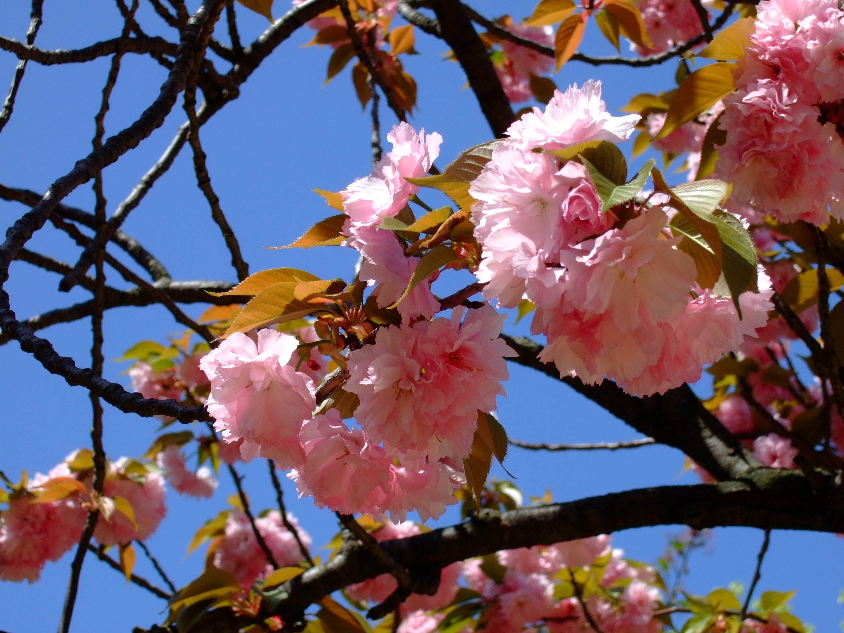 野里で出会ったFinePix F30(110円)｜夢望庵 / Mubou-an