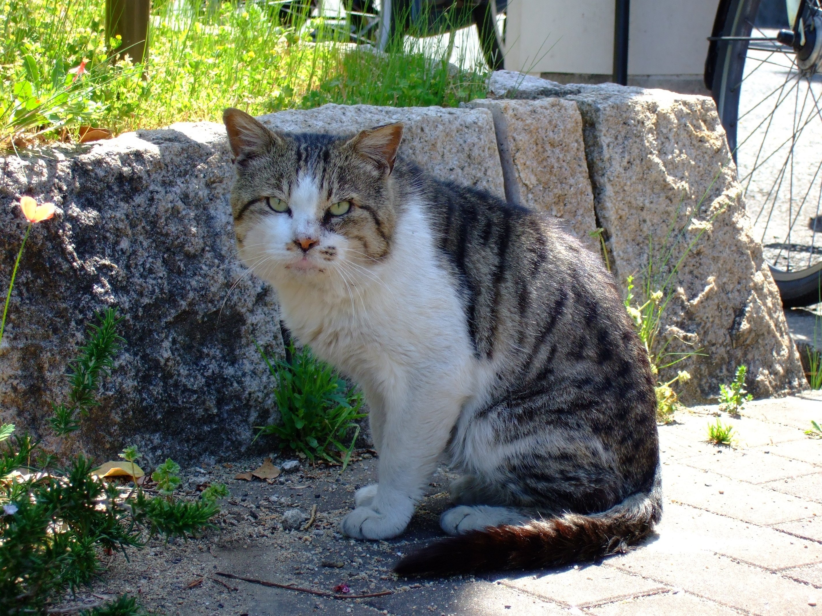 野里で出会ったFinePix F30(110円)｜夢望庵 / Mubou-an