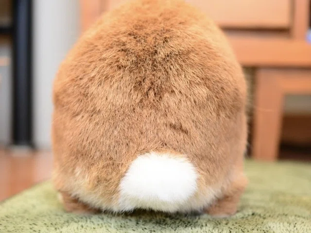里親さん募集中です！ : うさぎブログ うさぎのしっぽさんへ うさぎの