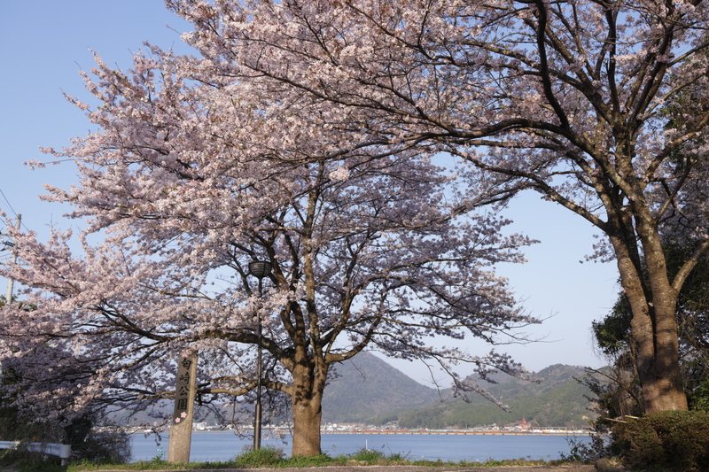匂ヶ崎公園は、西舞鶴湾が一望でき、桜と紅葉で有名な公園です。