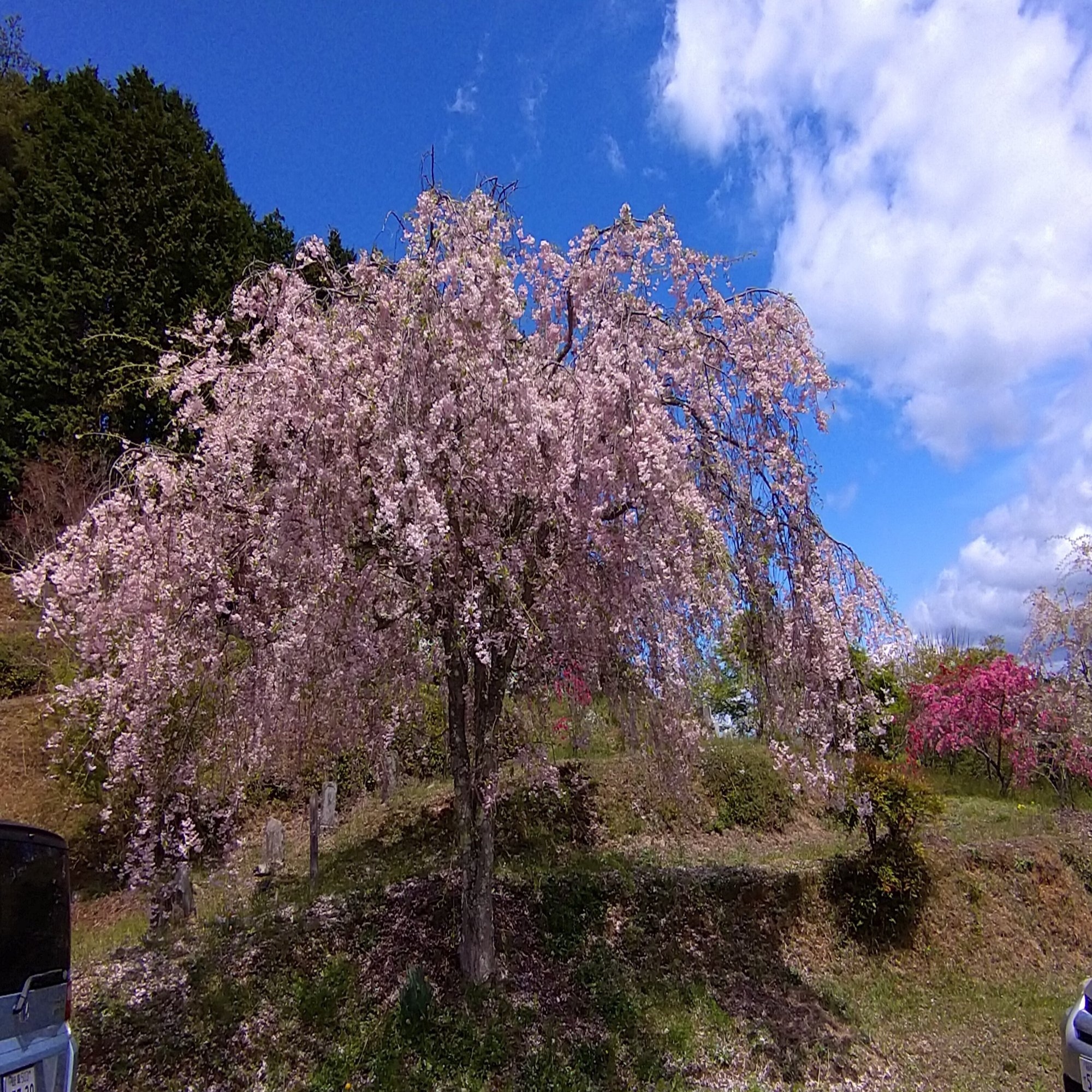 恵那市 串原きねしだれ花桃の里 さくらもち Note