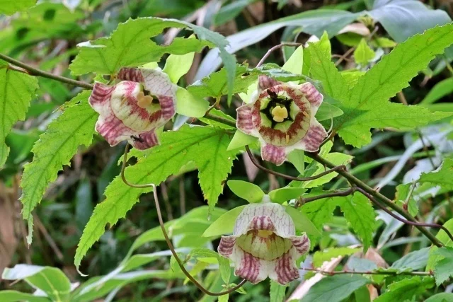 週末投稿】つれづれ有用植物＃133（キキョウ科ツルニンジン属