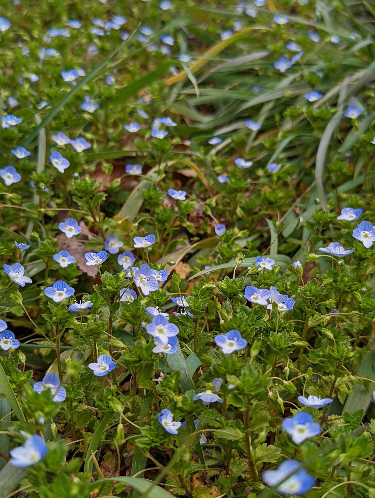 和を感じる Qumzineより皆様に桜満開の春写真をお届けします みんなでつくる春アルバム Qumzine By Filament Inc 和を感じる Qumzineより皆様に桜満開の春写真をお届けします みんなでつくる春アルバム Qumzine By Filament Inc