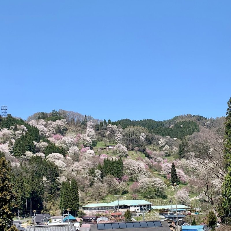 春爛漫！！隣村の、長野県小川村。山桜が美しい。　　季節は土用に入り、春と夏のつなぎ目にきたけれども。ここ、長野県の北部では、いまやっと桜が咲き始め、春の訪れを心から祝う。