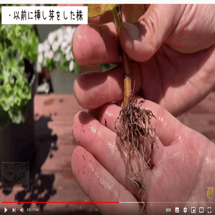 アイビーゼラニウムの挿し木に挑戦。挿し木はお気に入りの苗の保険