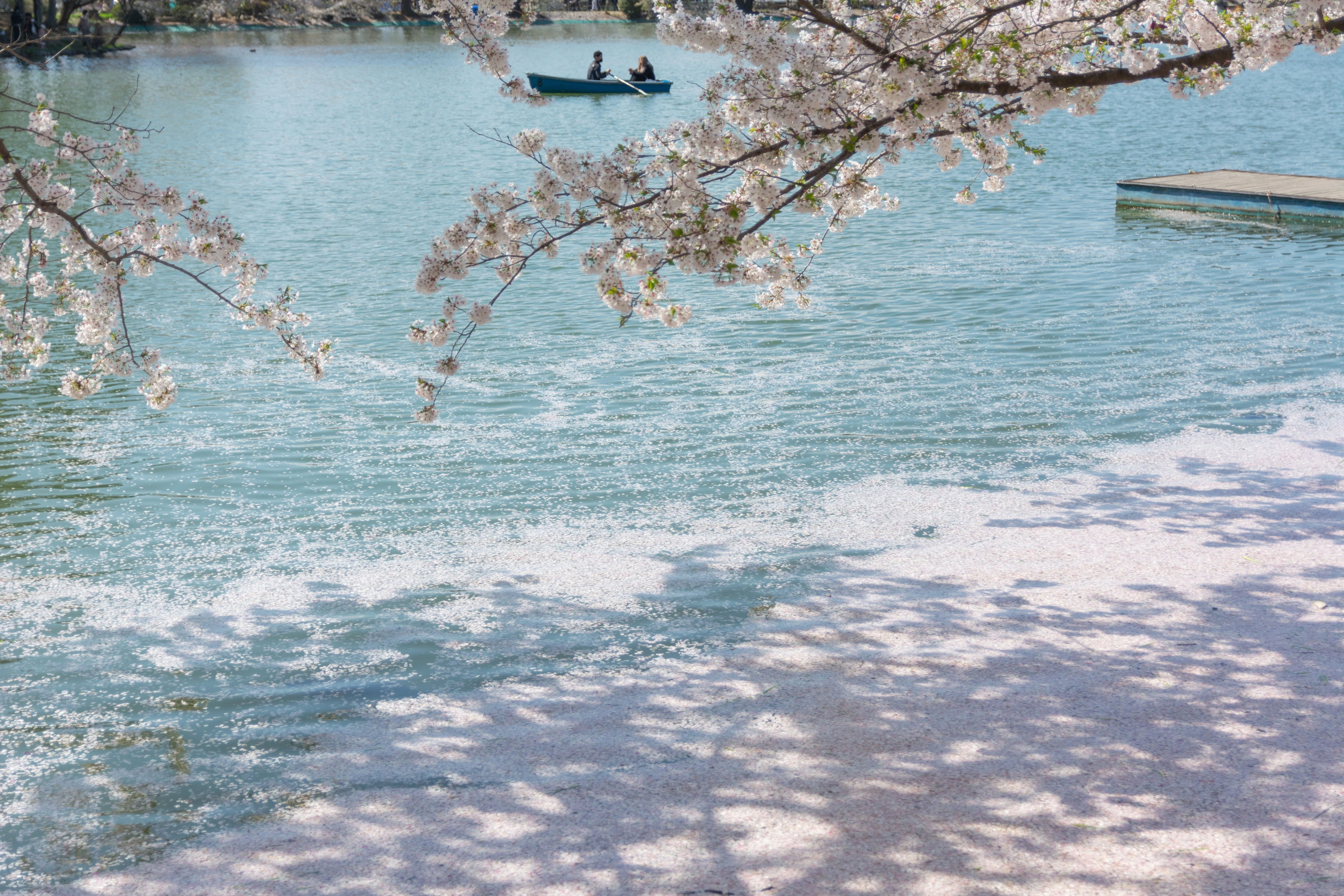 春の写真集】桜×水辺の美しさを見てほしい | 臥竜公園 長野｜なかり