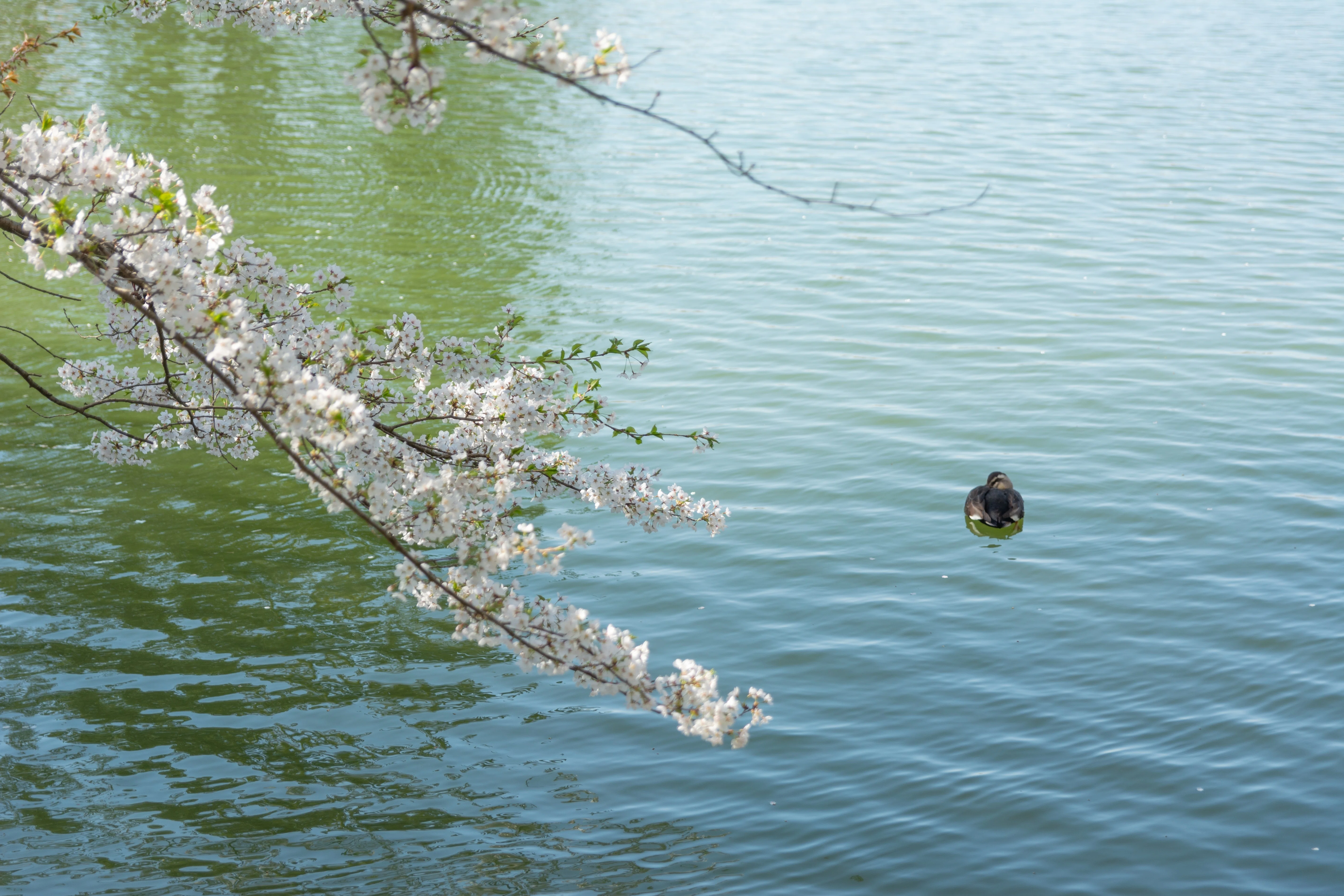 春の写真集】桜×水辺の美しさを見てほしい | 臥竜公園 長野｜なかり