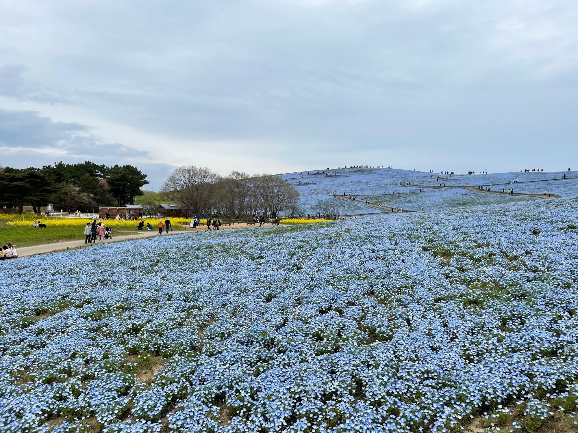国営ひたち海浜公園のネモフィラを観に出かけました｜花と日々 yas