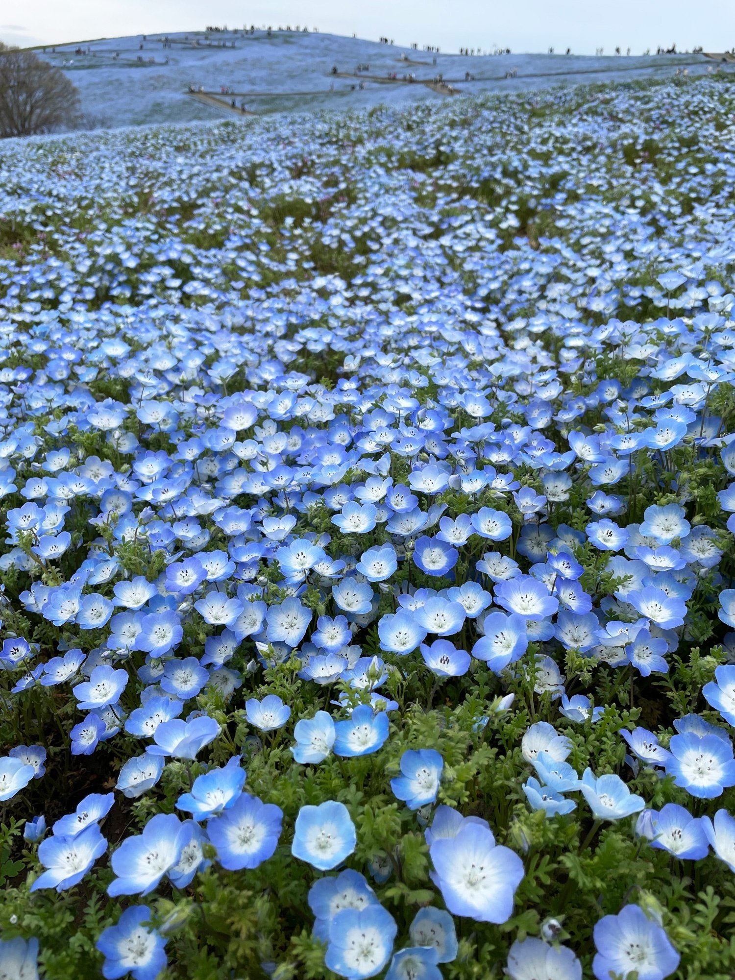 国営ひたち海浜公園のネモフィラを観に出かけました｜花と日々 yas