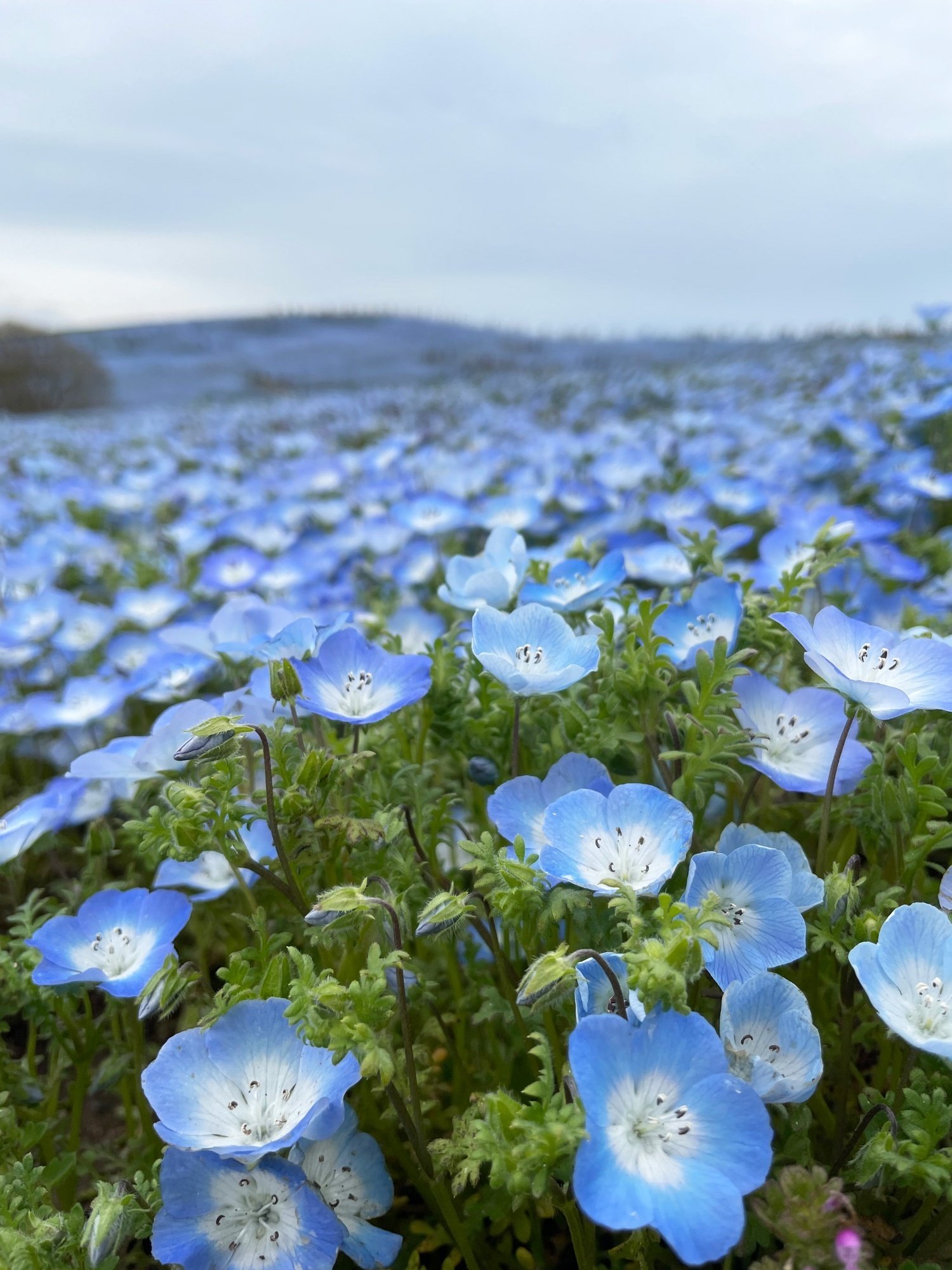 国営ひたち海浜公園のネモフィラを観に出かけました｜花と日々 yas