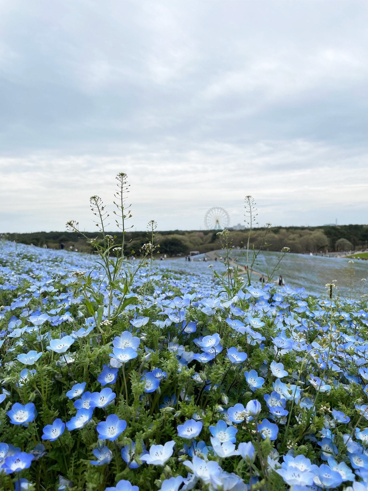国営ひたち海浜公園のネモフィラを観に出かけました｜花と日々 yas