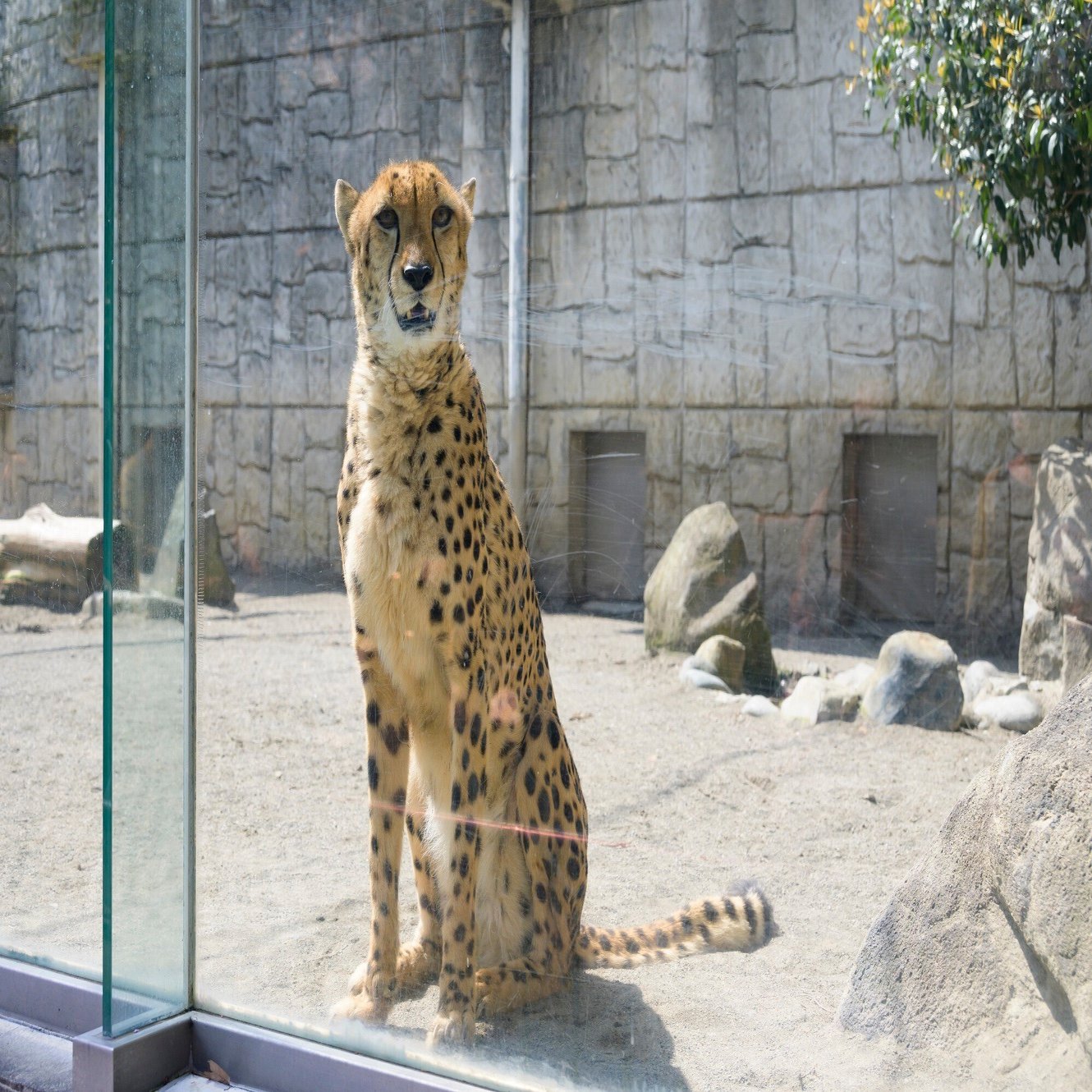 ねこ好きは見てニャン 東京都庁
