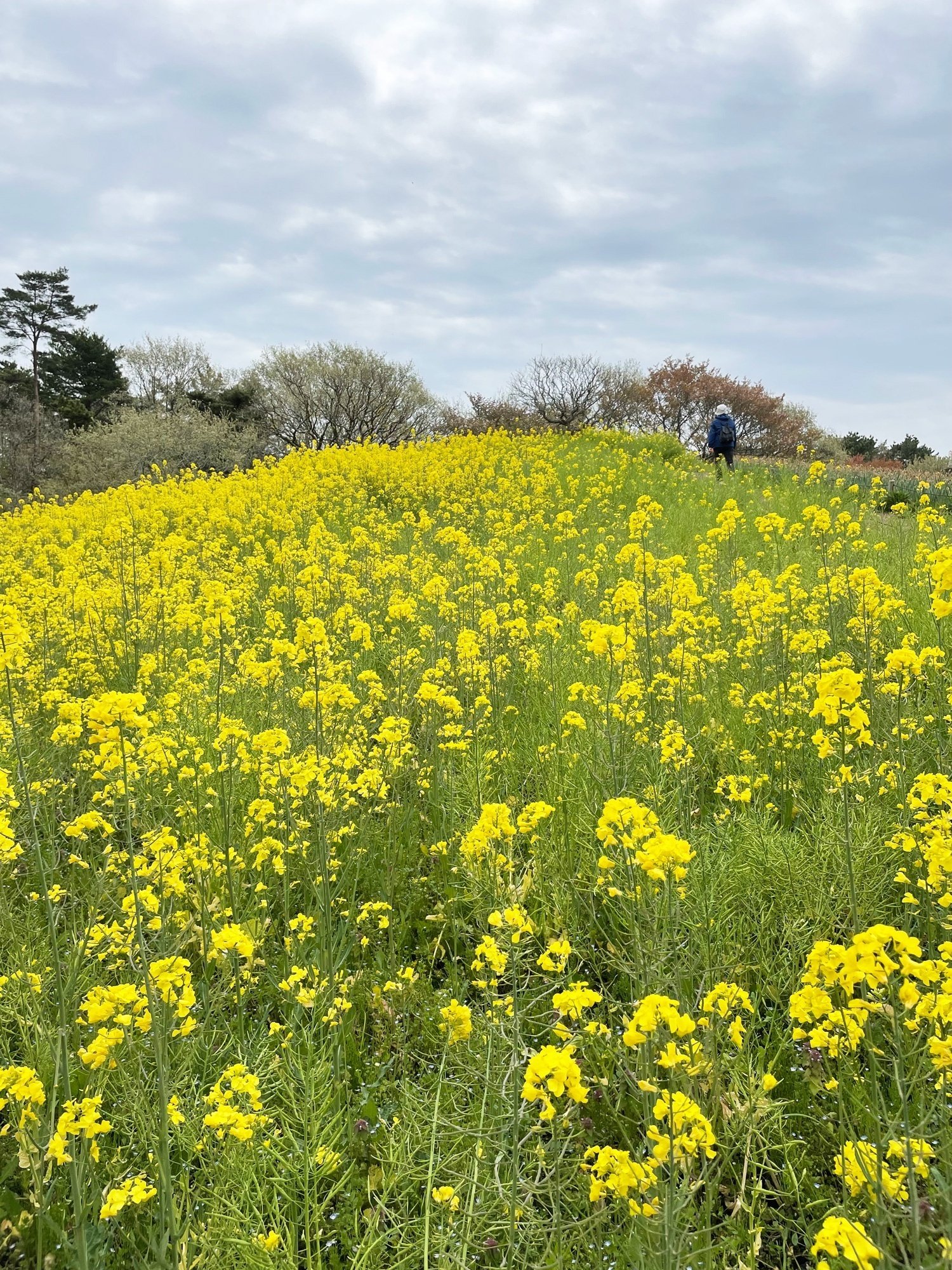 国営ひたち海浜公園のネモフィラを観に出かけました｜花と日々 yas