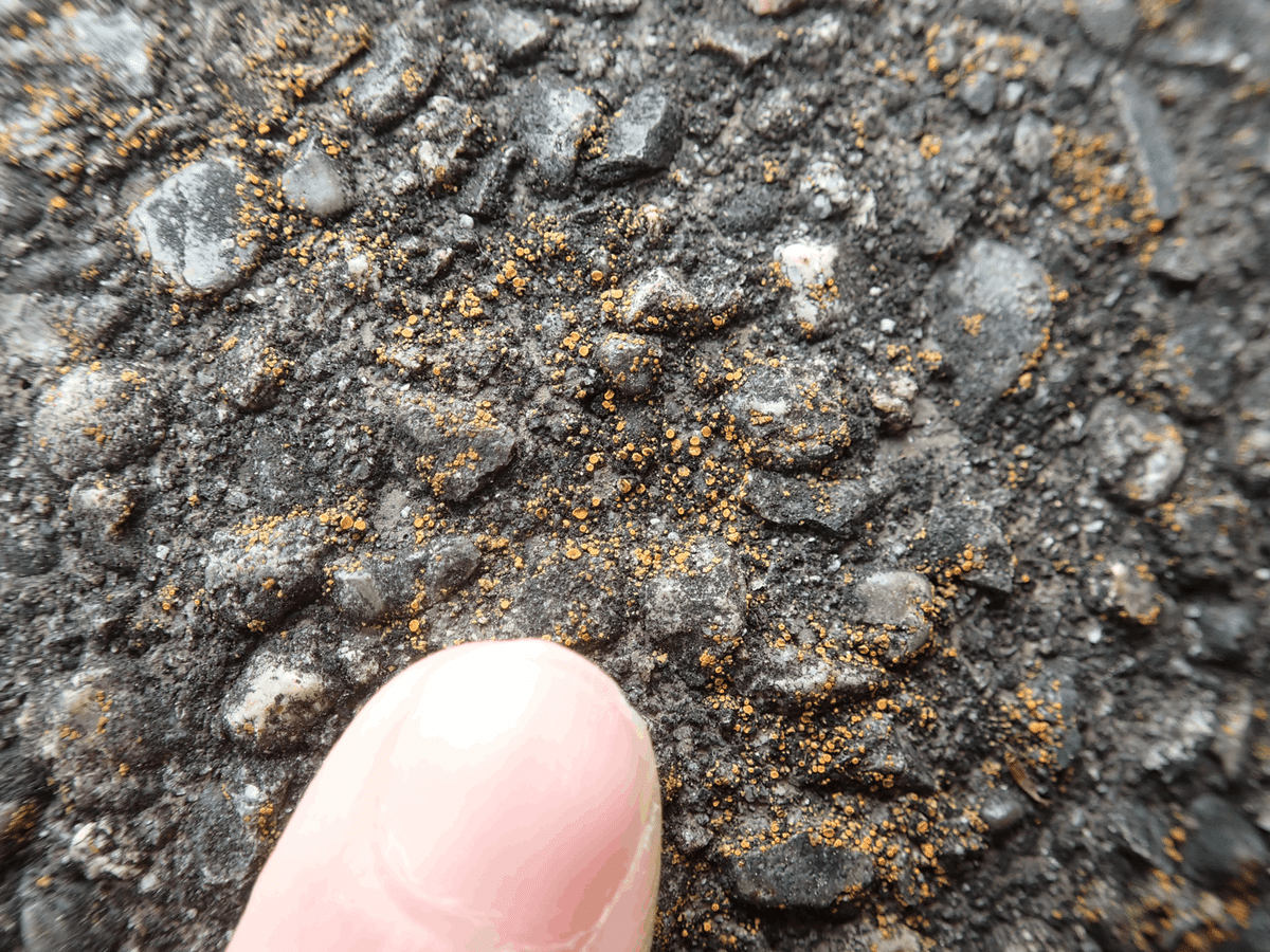 お散歩が楽しくなる！「地衣類ミニガイドブック」を公開｜浜松科学館