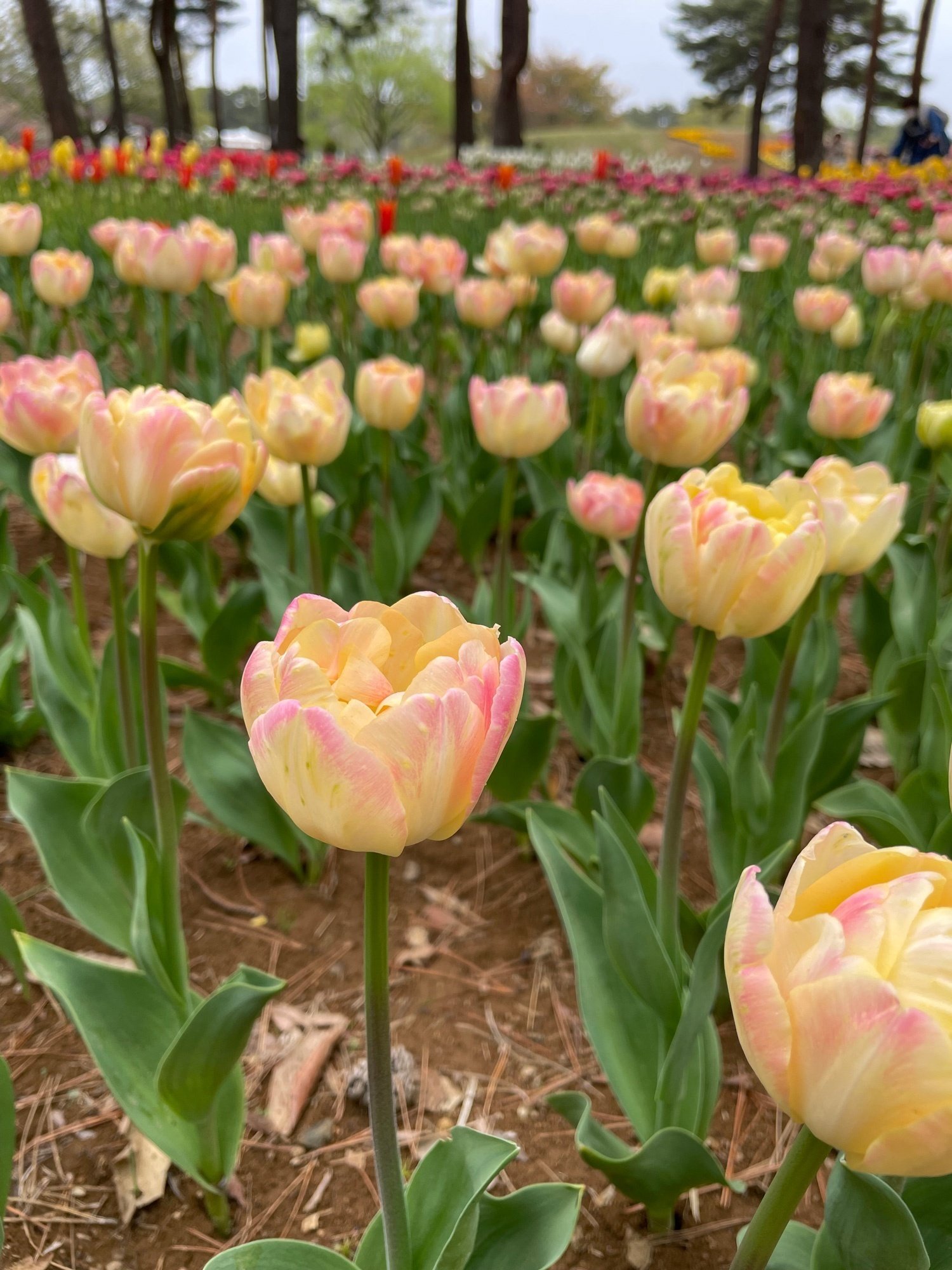 ひたち海浜公園のチューリップ｜花と日々 yas