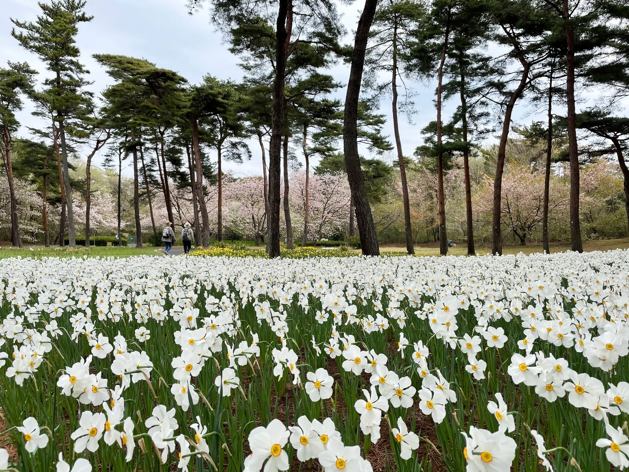 Hitachi Seaside Park Narcissus Garden and Cherry Blossoms｜花と