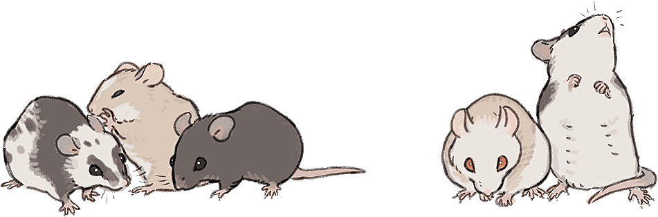 KaiyoヤワゲSS10匹マウスL30匹ラットS15匹S M15匹 KaiyoヤワゲSS10匹マウスL30匹ラットS15匹S M15匹 Kaiyo様専用