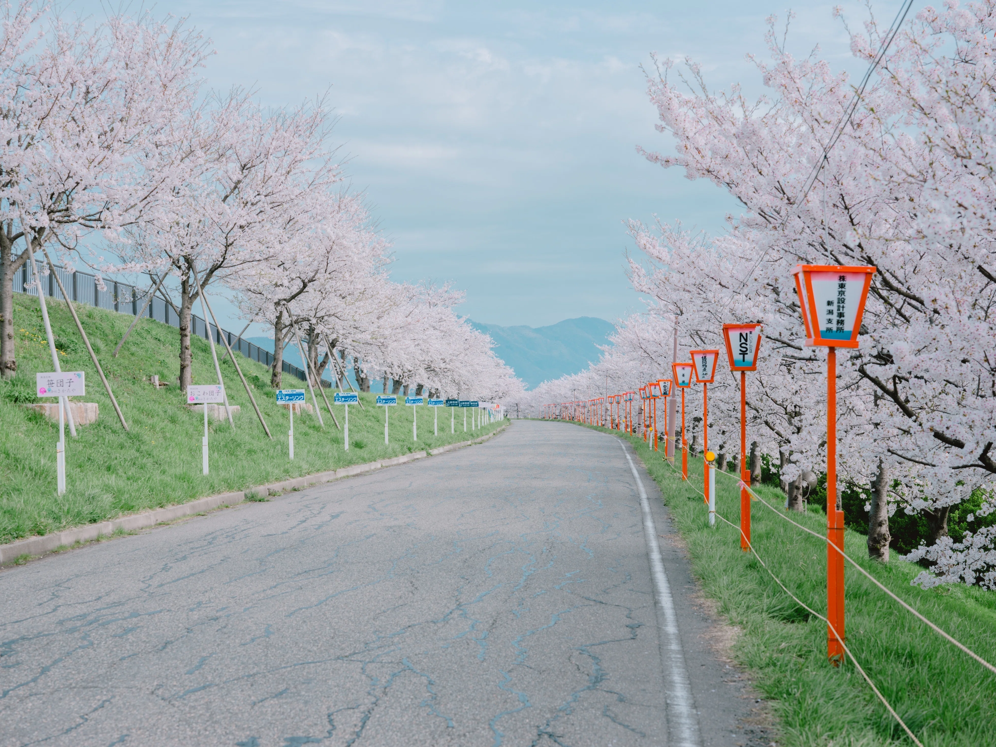 今年もあっという間だった新潟の桜｜hirokiPhoto