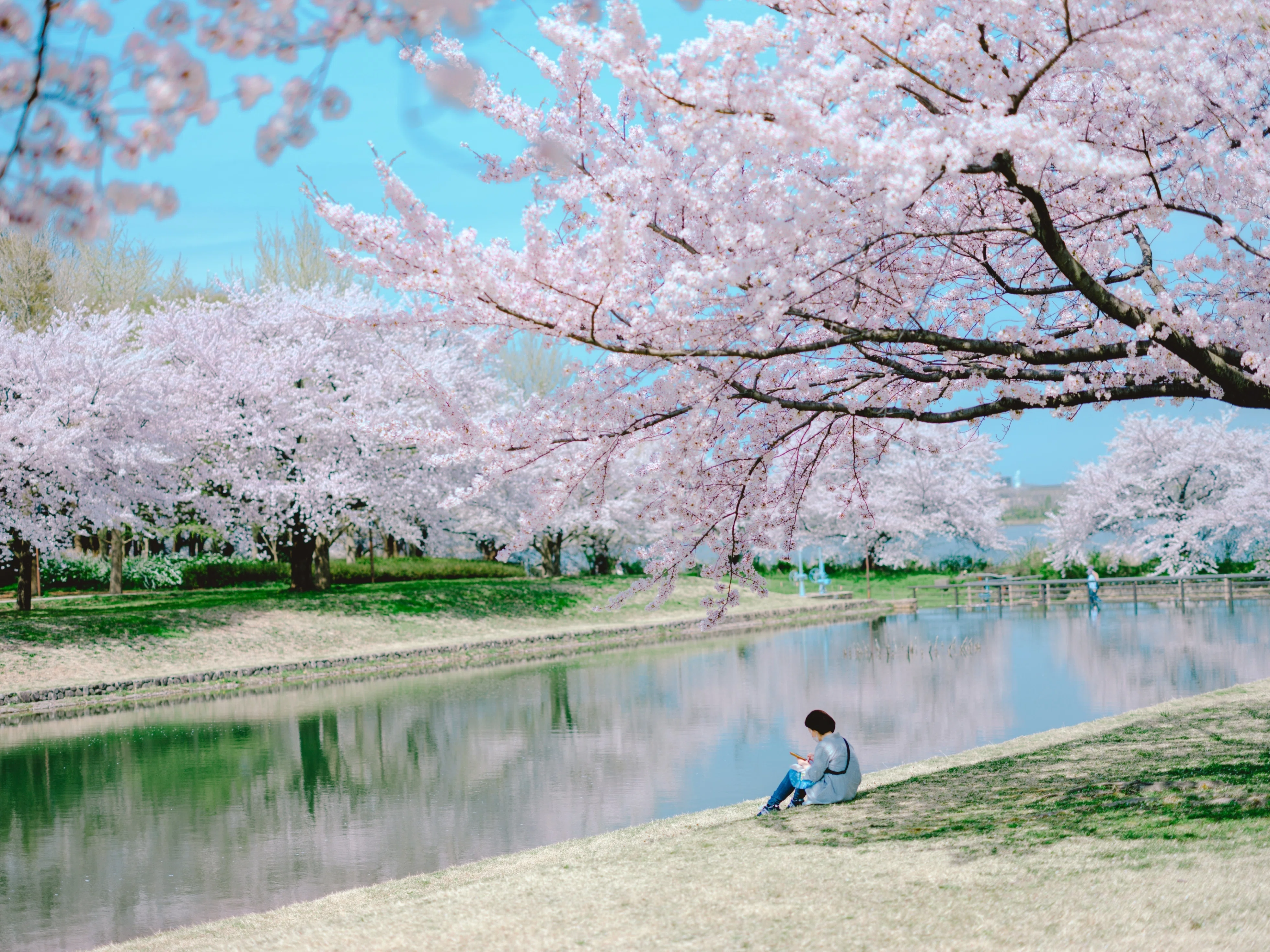 桜 今年もあっという間だった新潟の桜｜hirokiPhoto