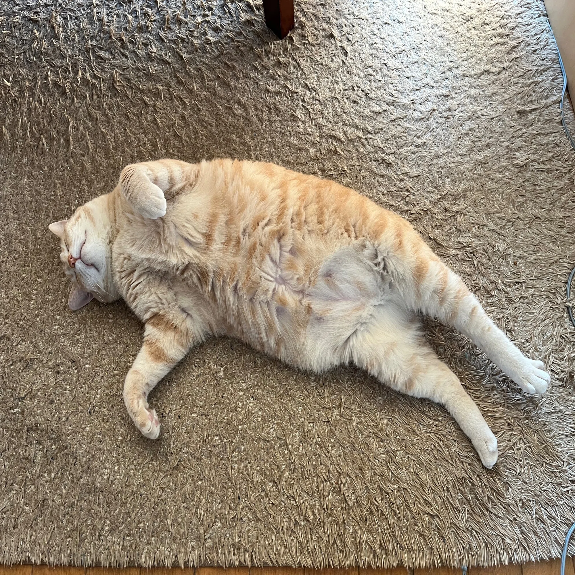 猫型バッグハンガーが届きました｜けこぜろ