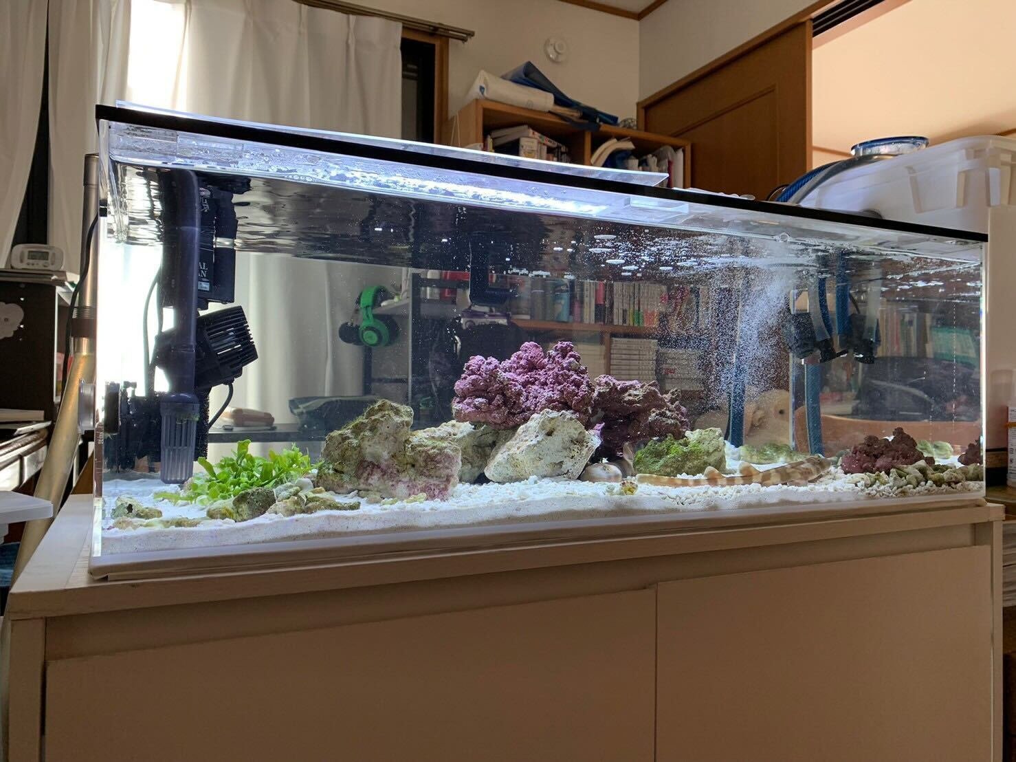 水生生物マニアにインタビュー Vol 4 サメ飼育のアクアリスト イノカ Note 水生生物マニアにインタビュー Vol 4 サメ飼育のアクアリスト イノカ Note