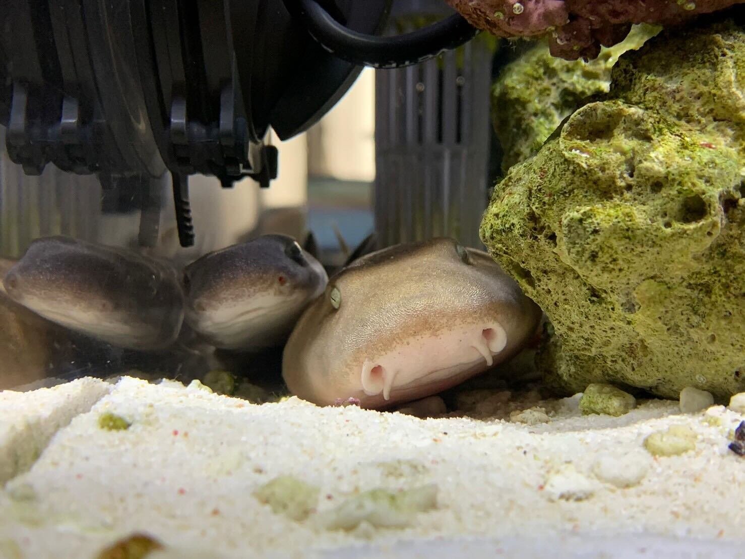 水生生物マニアにインタビュー Vol 4 サメ飼育のアクアリスト イノカ Note