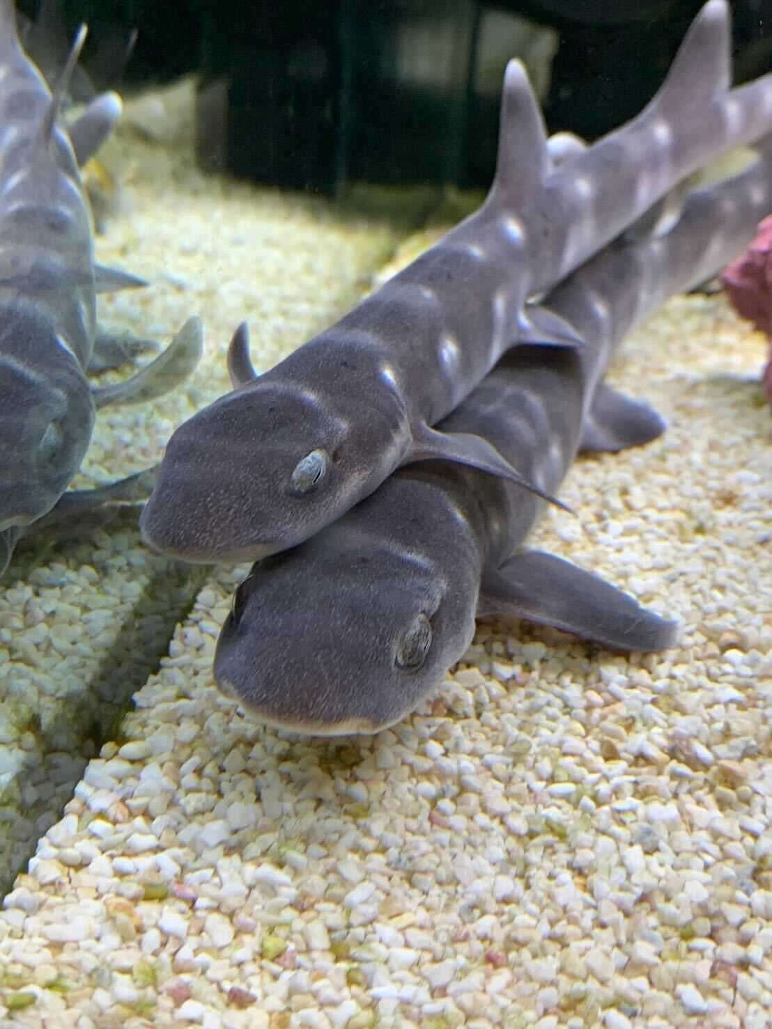 水生生物マニアにインタビュー Vol 4 サメ飼育のアクアリスト イノカ Note 水生生物マニアにインタビュー Vol 4 サメ飼育のアクアリスト イノカ Note