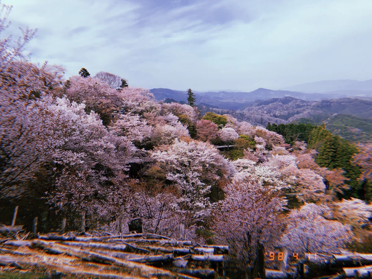 日本一の桜を見てきた。(吉野山)｜ミニマム亀岡 ┃ 国内旅行記
