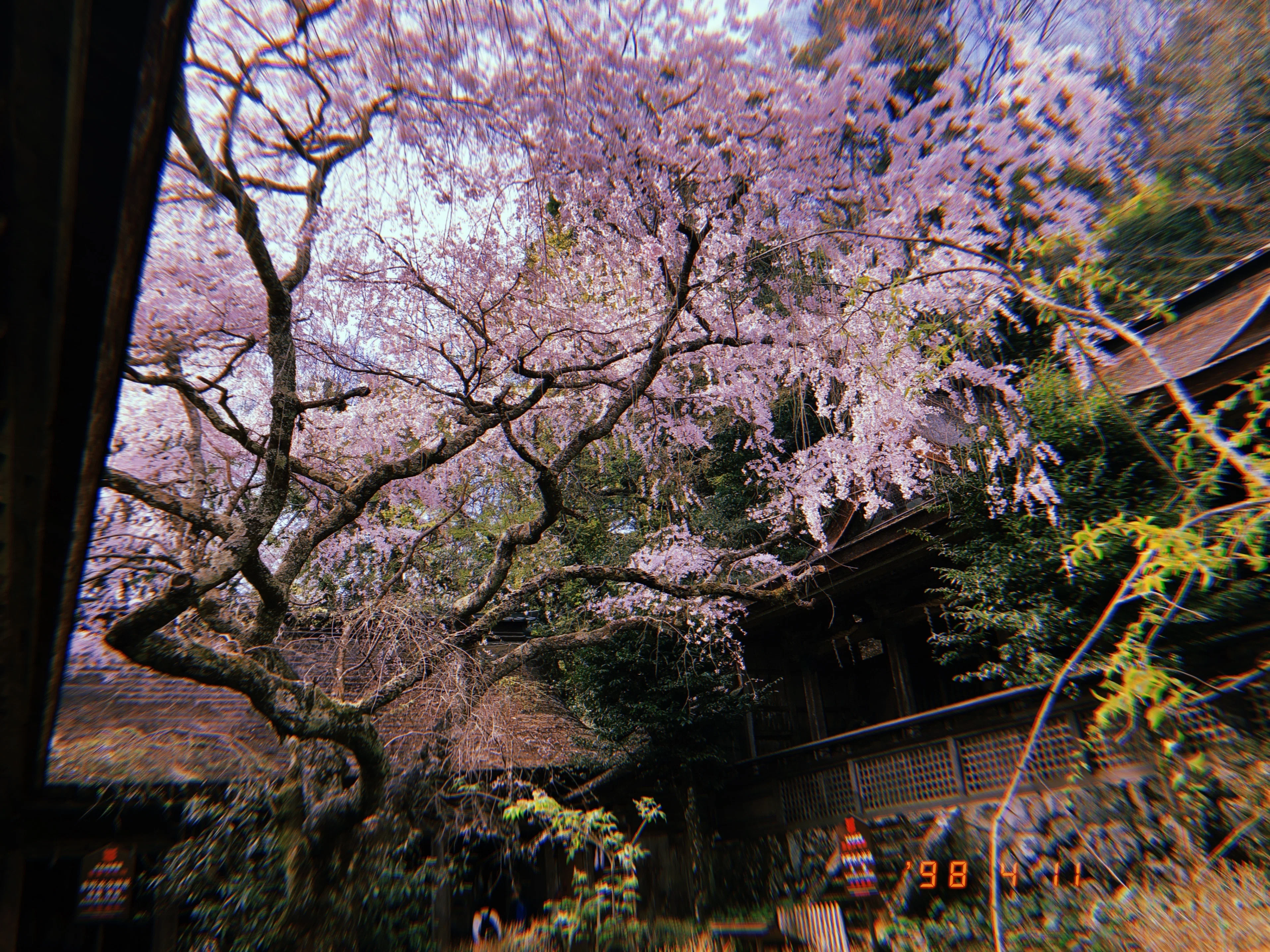 日本一の桜を見てきた。(吉野山)｜ミニマム亀岡 ┃ 国内旅行記