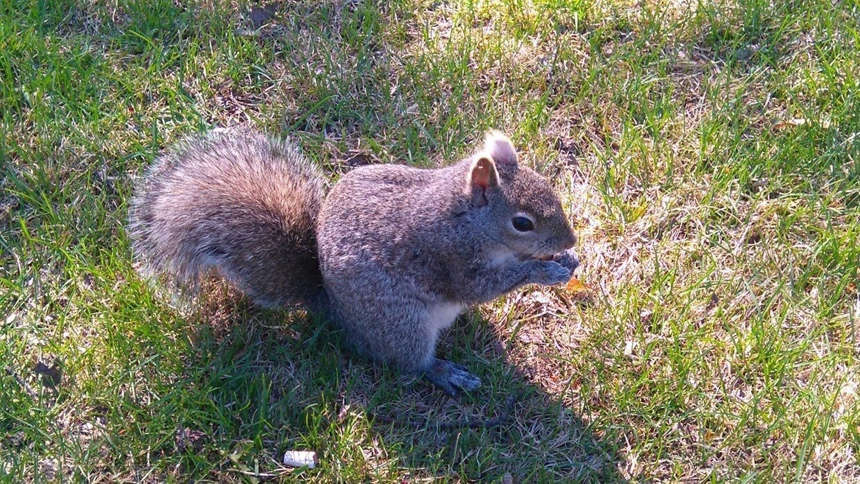 Piloの紹介と絵のレッスンの成果 Mai Note Piloの紹介と絵のレッスンの成果 Mai Note