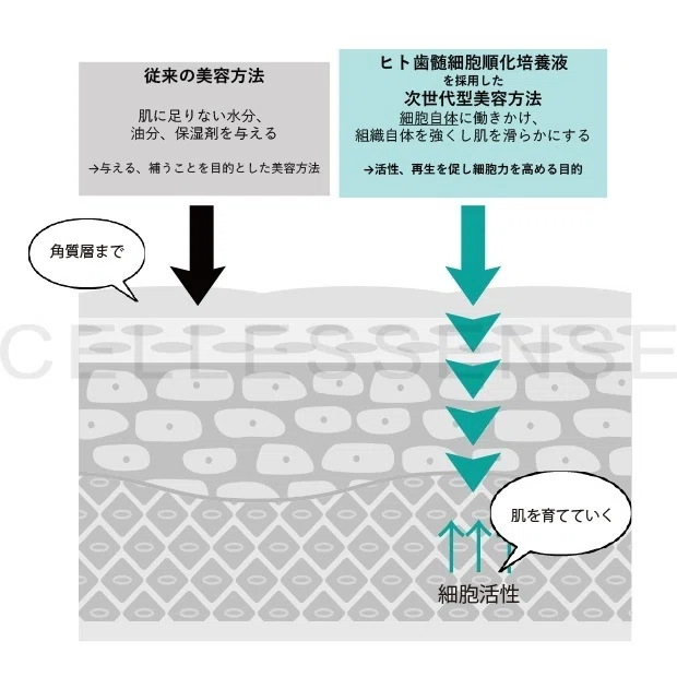 ヒト歯髄細胞順化培養液についてⅢ｜cellessense