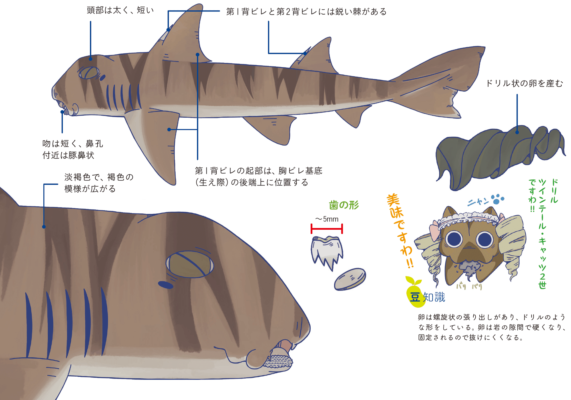 ネコ派 イヌ派 ペットではなくサメの話です Sbクリエイティブ Web Books ネコ派 イヌ派 ペットではなくサメの話です Sbクリエイティブ Web Books