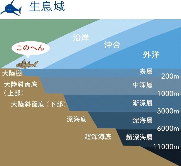 ネコ派 イヌ派 ペットではなくサメの話です Sbクリエイティブ Web Books