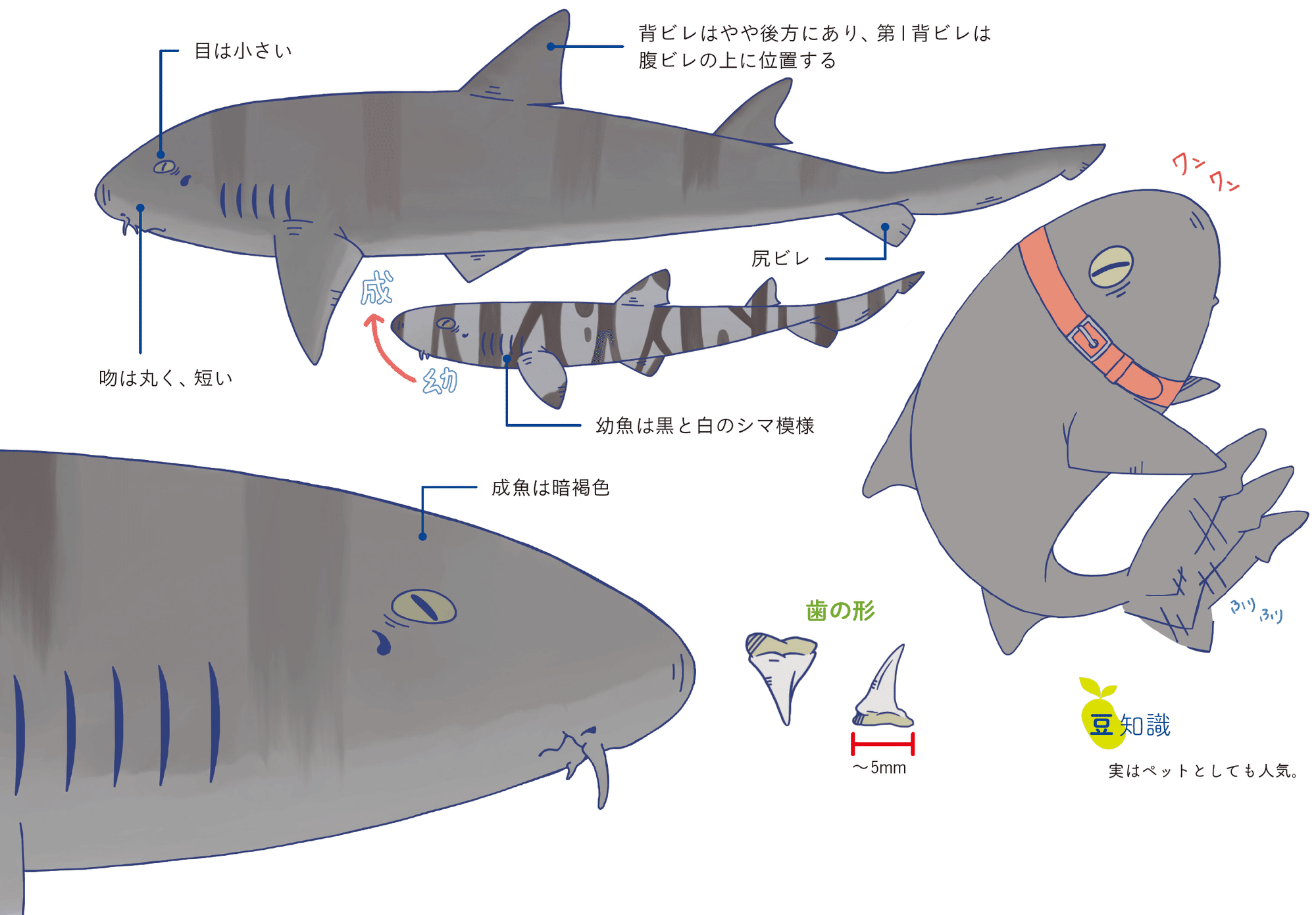ネコ派 イヌ派 ペットではなくサメの話です Sbクリエイティブ Web Books ネコ派 イヌ派 ペットではなくサメの話です Sbクリエイティブ Web Books