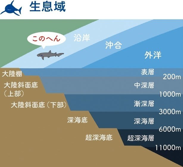 ネコ派 イヌ派 ペットではなくサメの話です Sbクリエイティブ Web Books