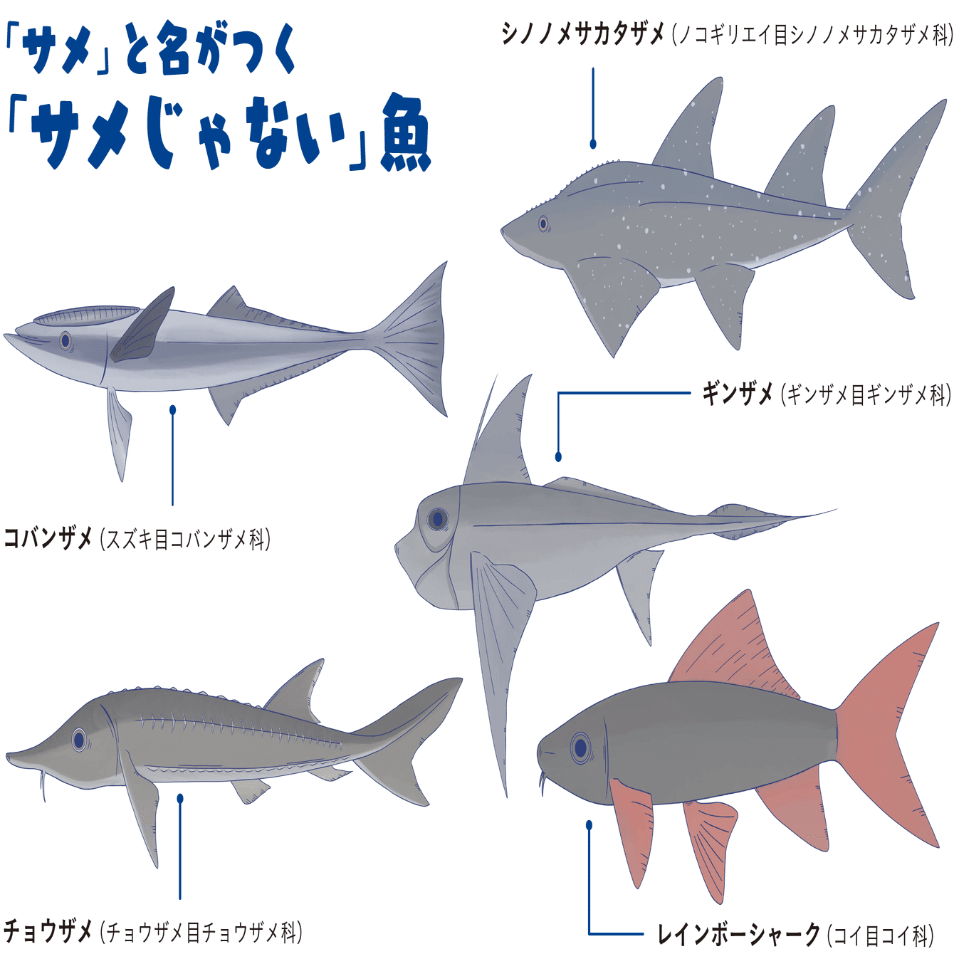 ネコ派 イヌ派 ペットではなくサメの話です Sbクリエイティブ Web Books