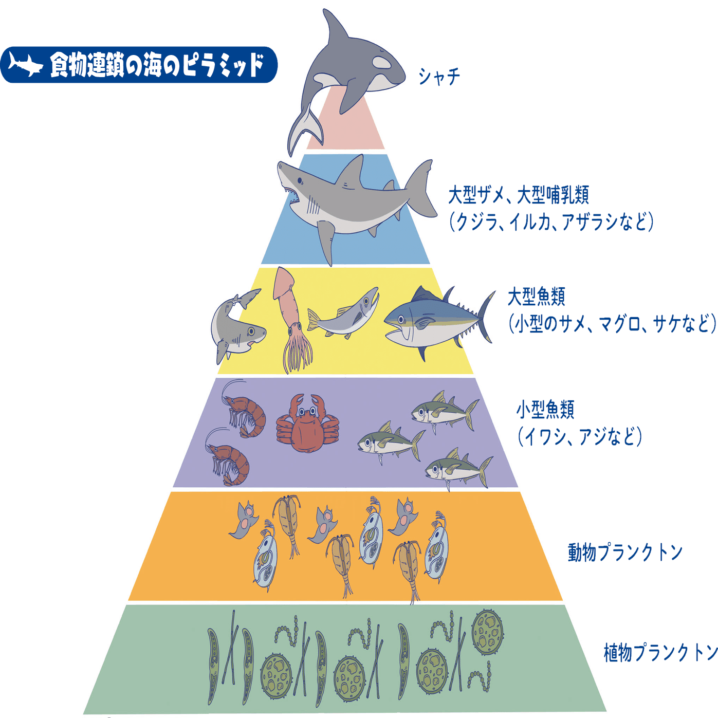 150歳でようやく大人 戦国時代から生きているサメもいる Sbクリエイティブ Web Books