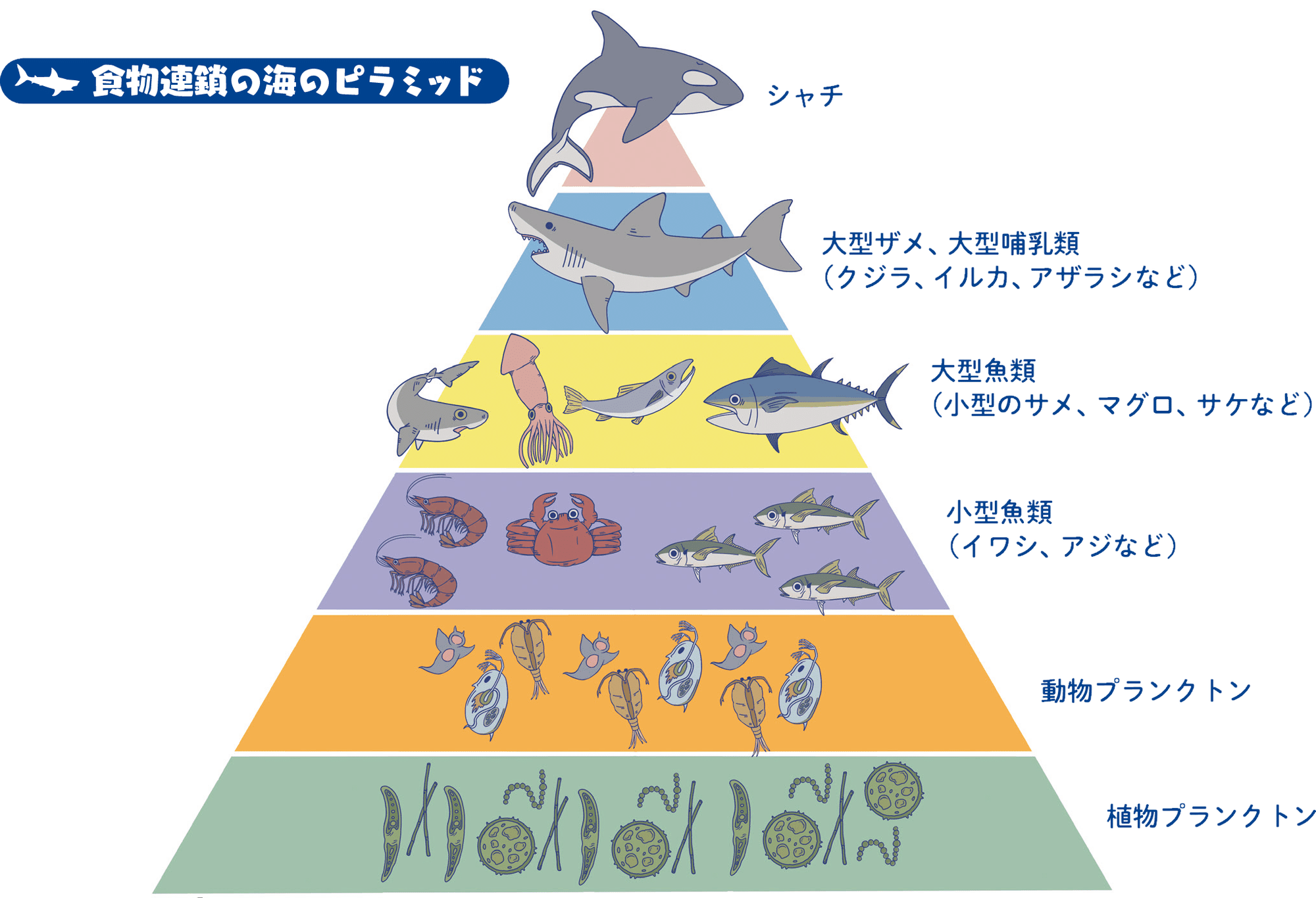 150歳でようやく大人 戦国時代から生きているサメもいる Sbクリエイティブ Web Books 150歳でようやく大人 戦国時代から生きているサメもいる Sbクリエイティブ Web Books