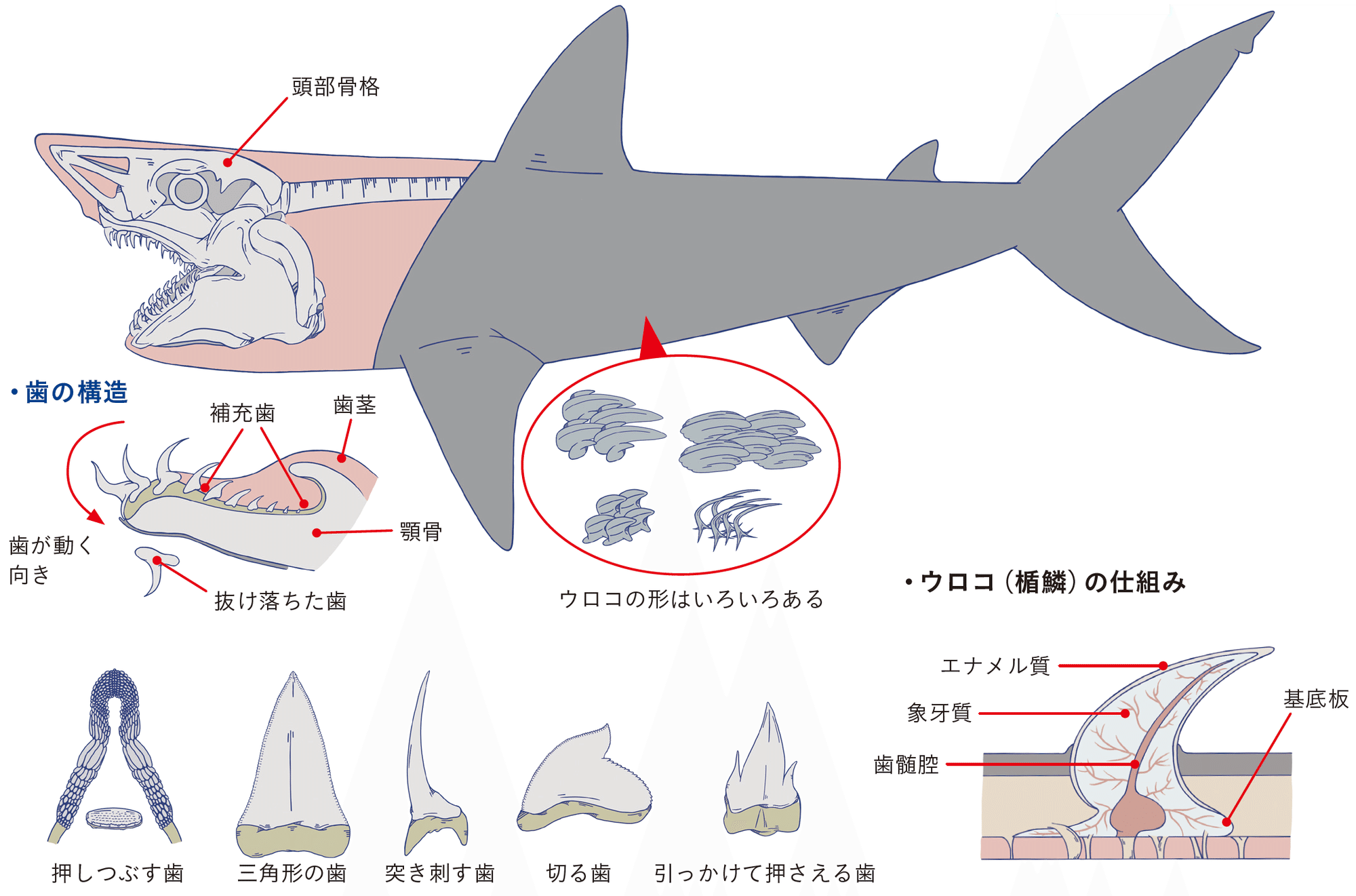 陸でも10時間以上生きられるサメがいる Sbクリエイティブ Web Books 陸でも10時間以上生きられるサメがいる Sbクリエイティブ Web Books